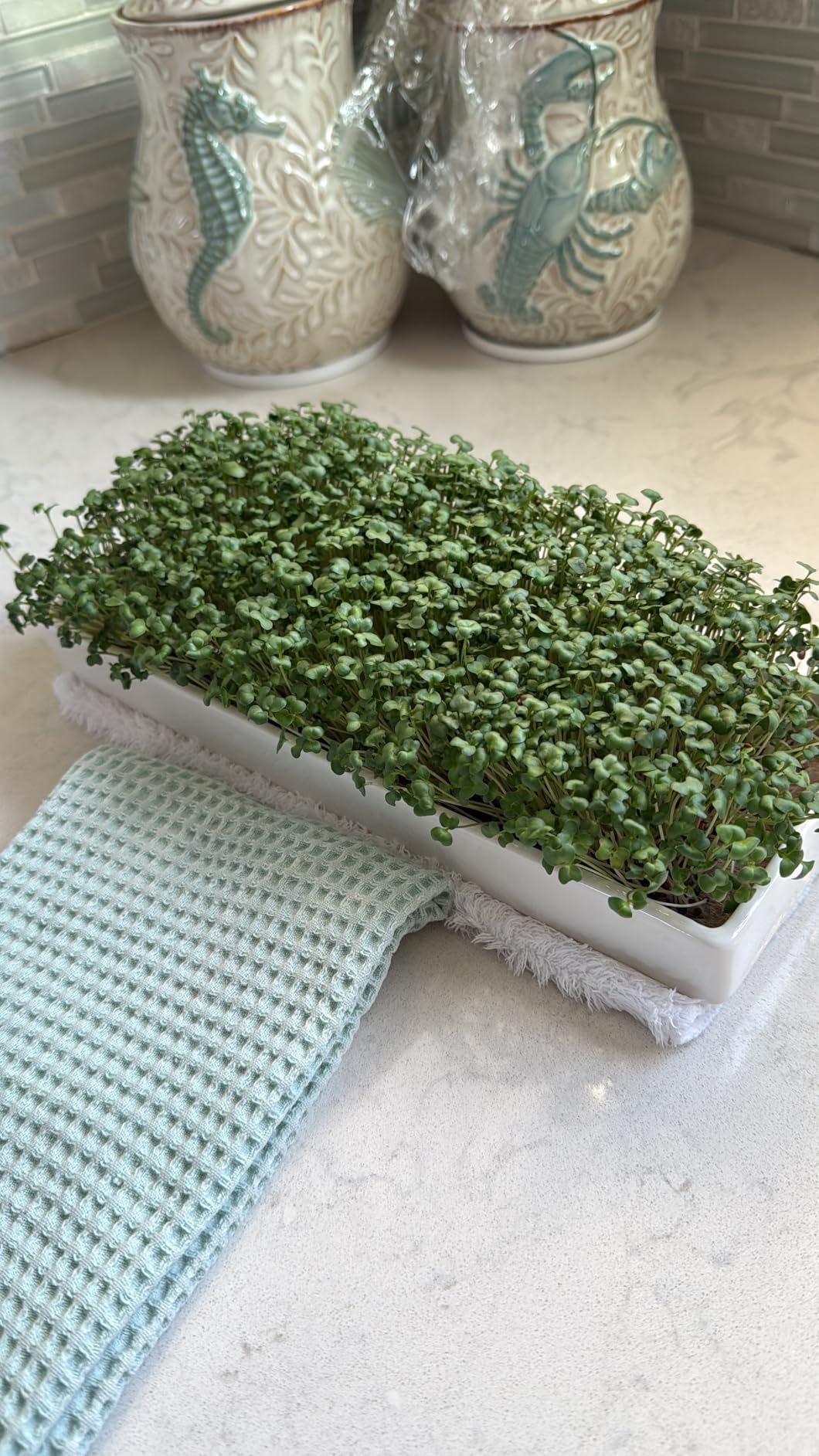 mizuna Microgreens Growing Kit - 2 Ceramic Trays, Coconut Coir & Seeds | Indoor Windowsill Grow Kit customer photo 2