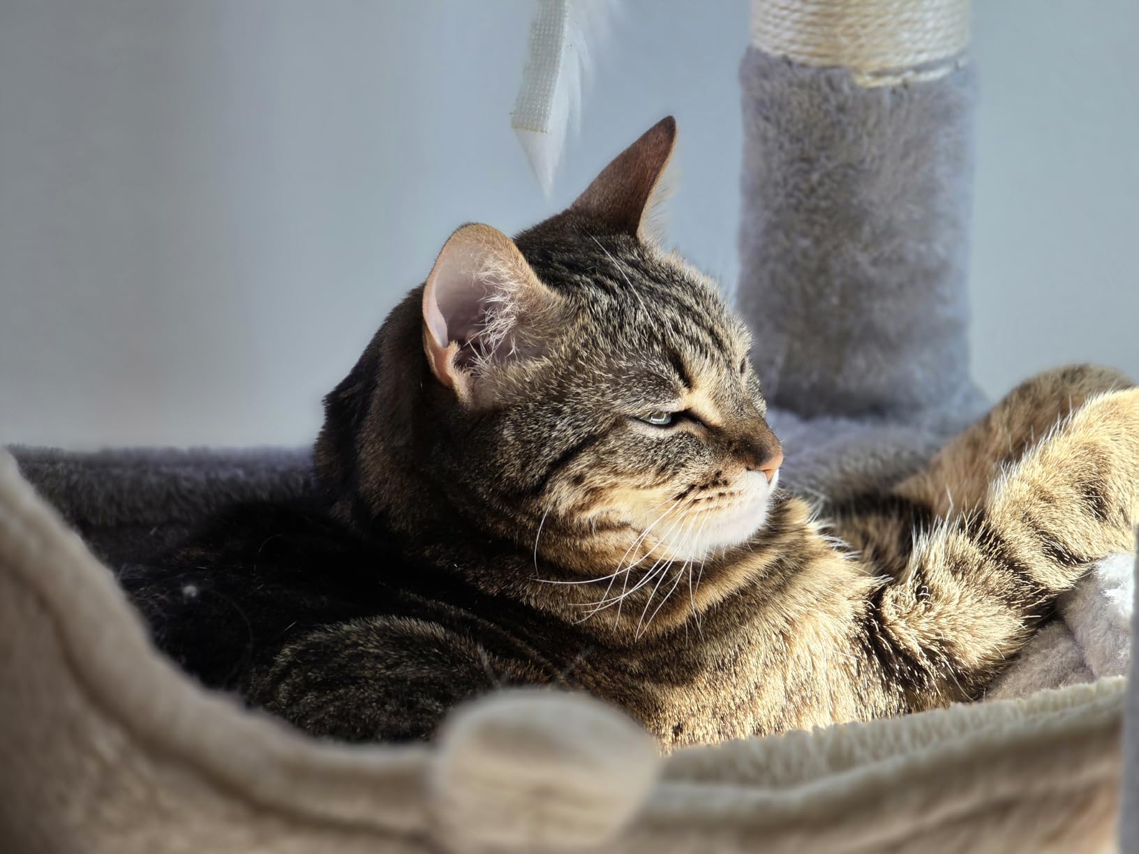 Globlazer Heavy Duty Cat Tree, 70 inch Sturdy Cat Tree for Indoor Cats Extra Large Cat Tower with Scratching Post, Hammock, Cat Condo for Adult Cats Kittens, F70 Pro, Light Grey customer photo 1
