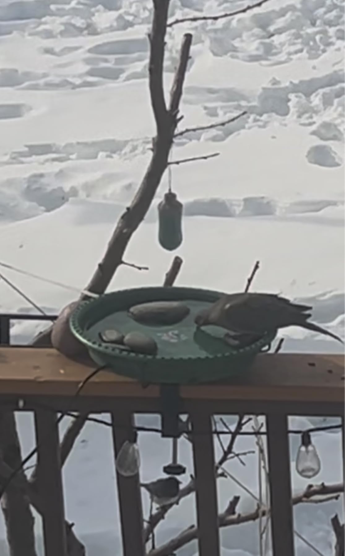 Daoeny Heated Bird Bath for Deck Railing, Upgraded 100W Heated Bird Baths for Outdoors Thermostat Control, Heated Bird Bath for Outside Winter Garden Yard Patio Decor (Green) customer photo 2