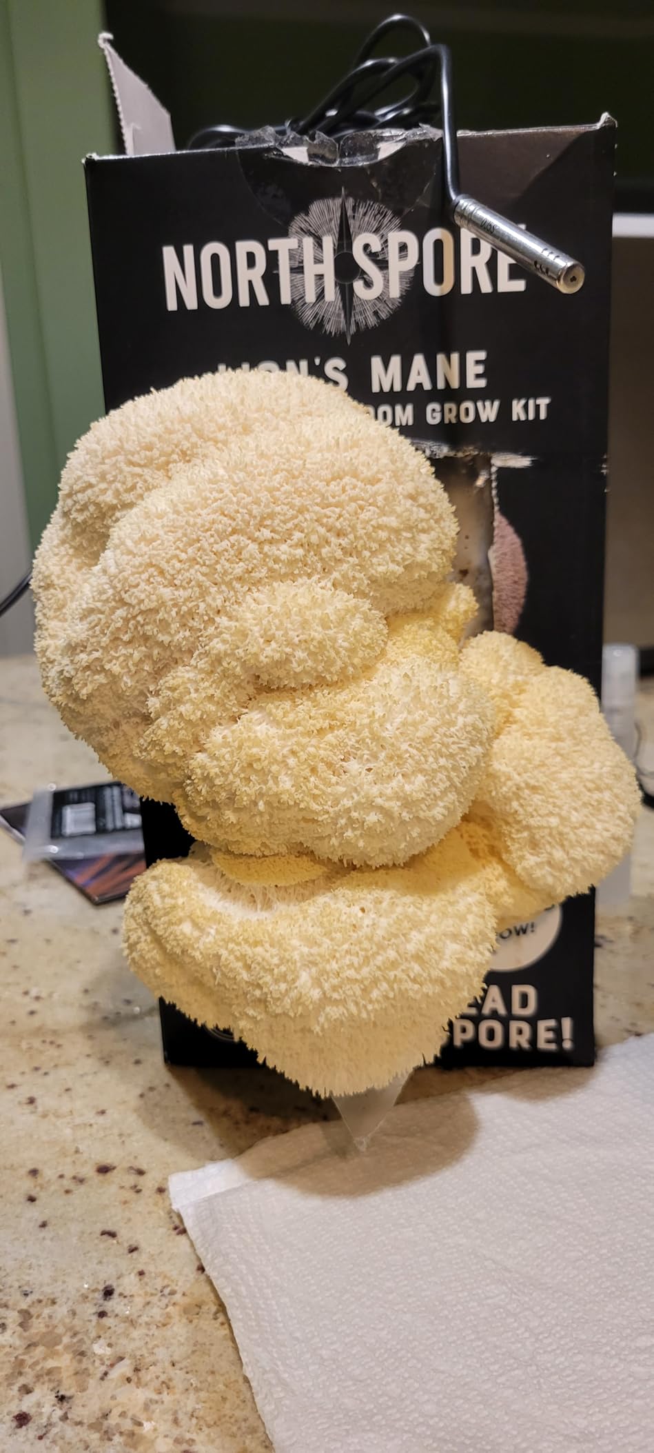 (2-Pack) North Spore Organic Lion's Mane Mushroom Spray & Grow Kits (4 lbs each) | USDA-Certified Organic, Non-GMO, Beginner-Friendly customer photo 2