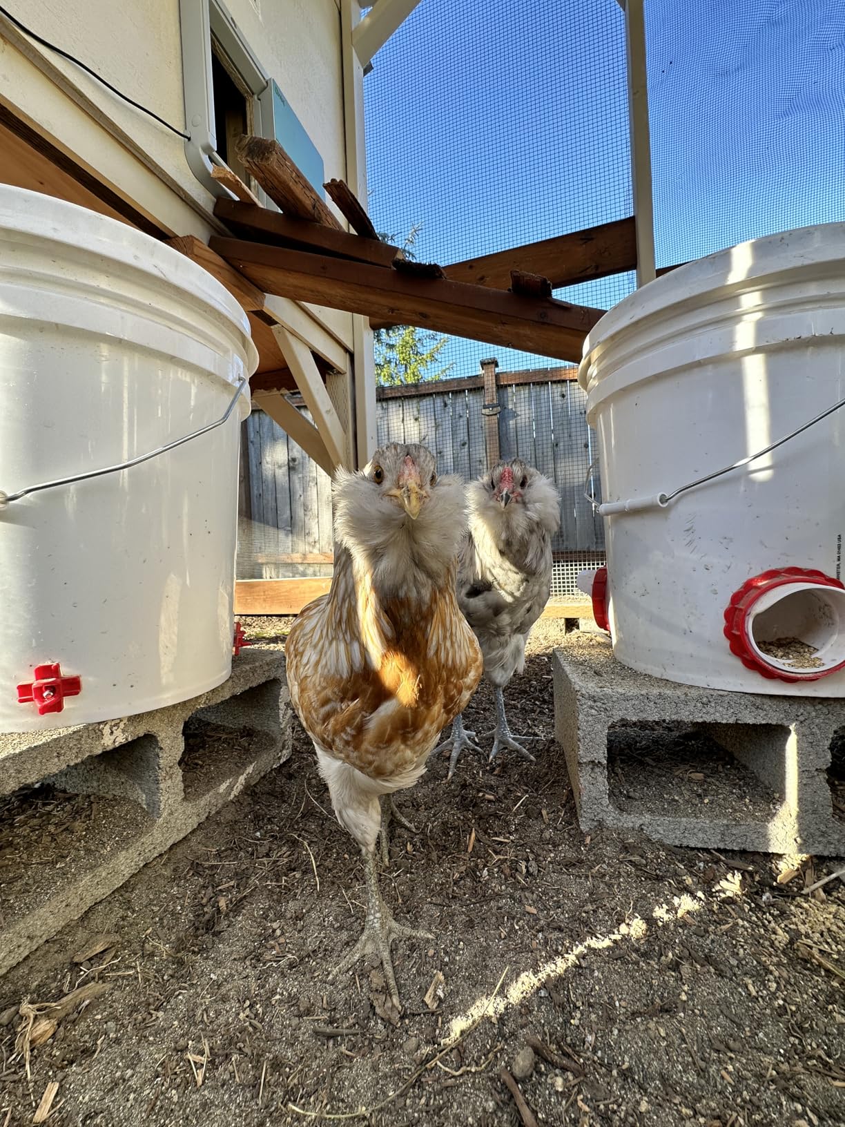 DIY Chicken Feeders No Waste, 8 Ports Poultry Feeder with Hole Saw for Buckets Troughs Red customer photo 1