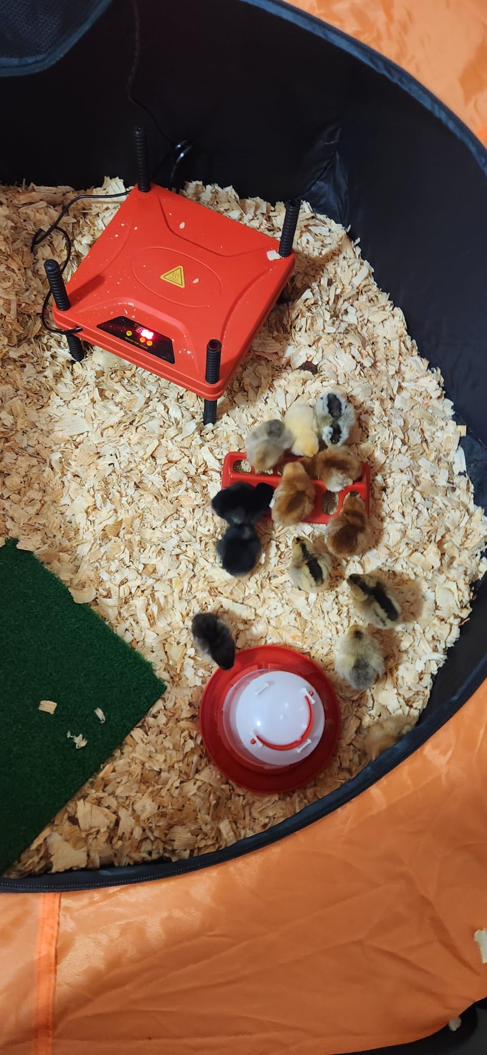 Chick Brooder Box, Upgrade Double Door Brooder Box for Chick Starter Kit, Pop-Up Baby Chicken Pen Supplies Brooding Up to 15 Baby Chicks, Duck and Quail customer photo 1