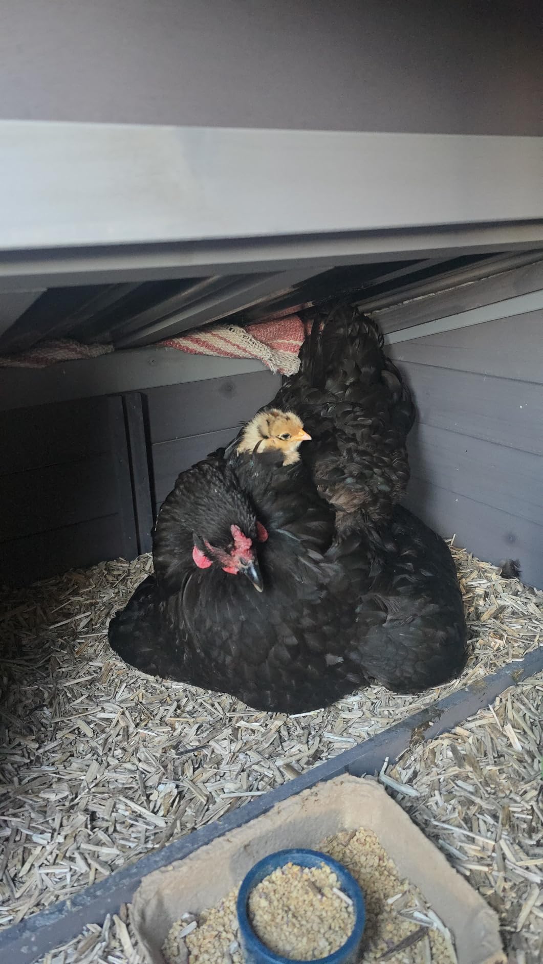 Mobile Chicken Coop with Wheels for 4-6 Chickens, Large Outdoor Hen House with Run, Weatherproof Asphalt Roof customer photo 1