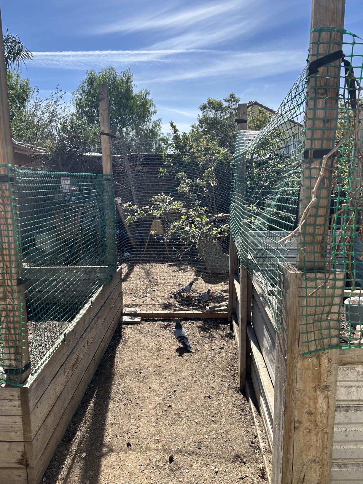 Deer Fence Netting, Plastic Mesh Fence 6.5x50ft, Reinforced Edges 55gsm Heavy Duty Animal Barrier, Ideal for Garden Netting, Against Bird, Temporary Fence, Fruit Plant Protection, Black customer photo 2