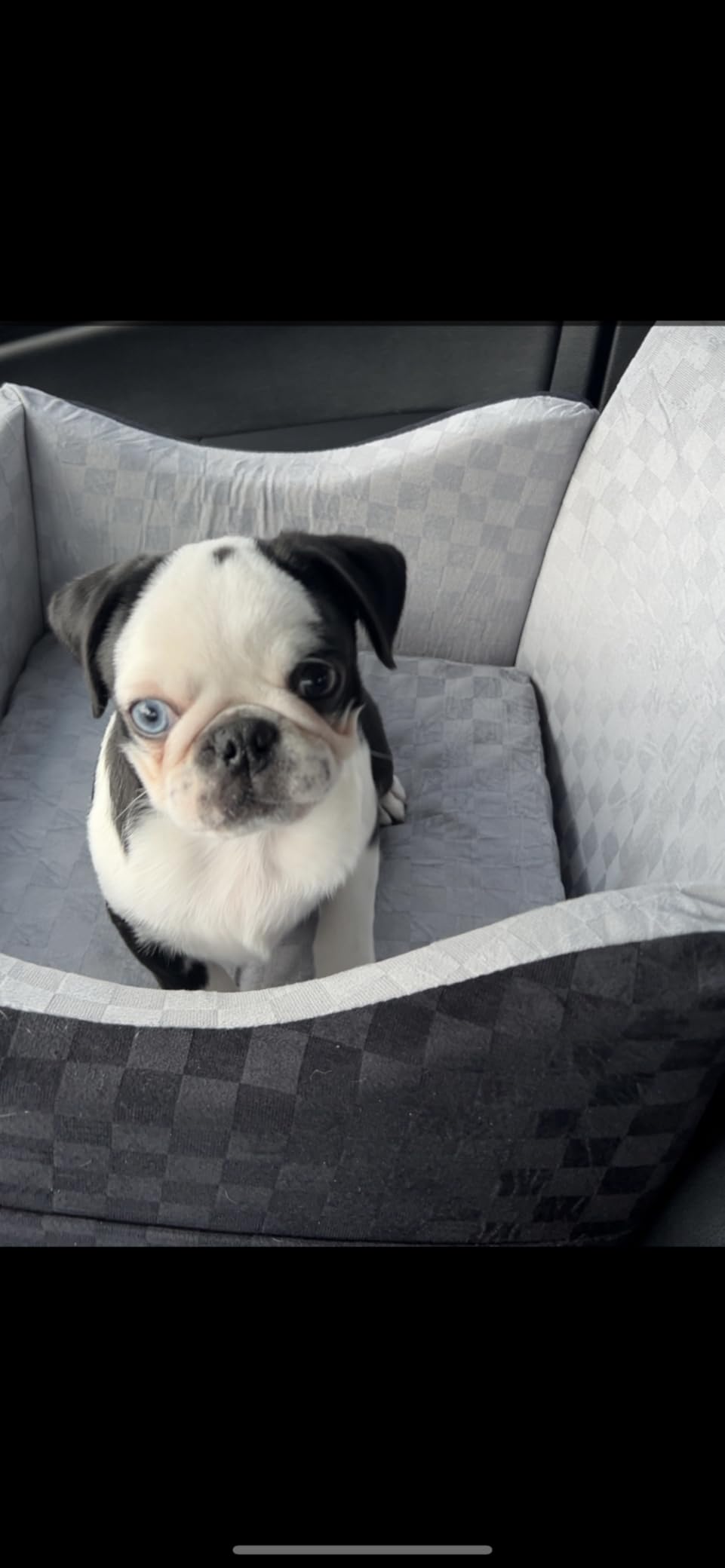 JOEJOY Elevated Dog Car Seat for Small/Medium Dogs up to 35 lbs, Memory Foam Booster Seat with Detachable Washable Cover, Travel-Safe Car Bed with Safety Belts & Storage Pockets, Grey customer photo 1