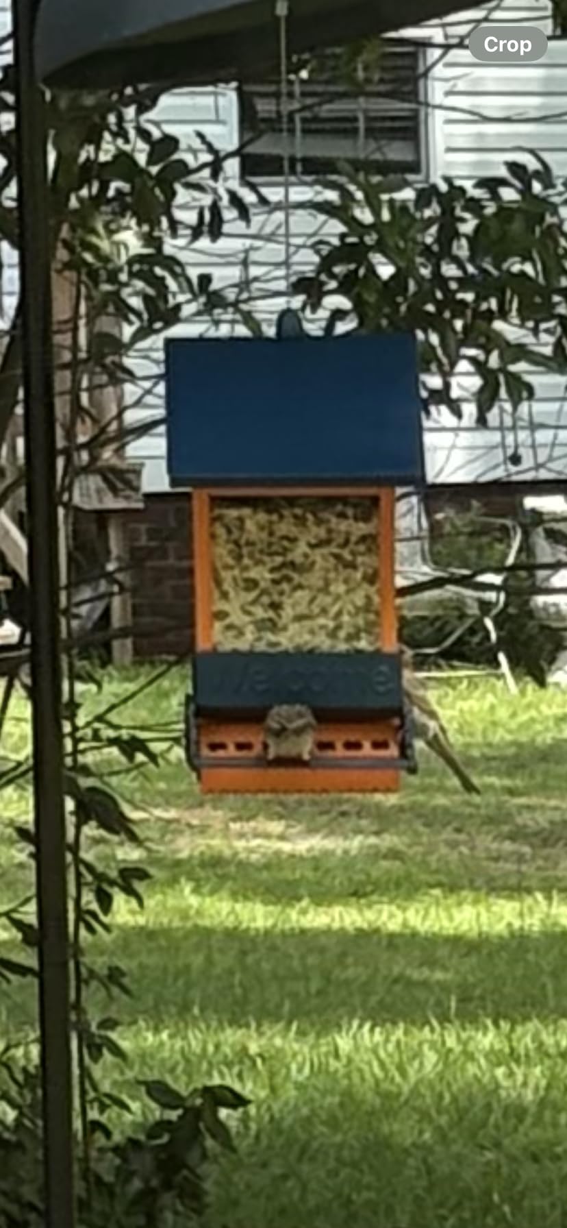 Wildpark Squirrel Proof Bird Feeders for Outdoors, 5LB Metal Hanging Feeders, Large Wild Feeders for Cardinals, Chickadees, Durable Backyard Feeders - One in Blue customer photo 1