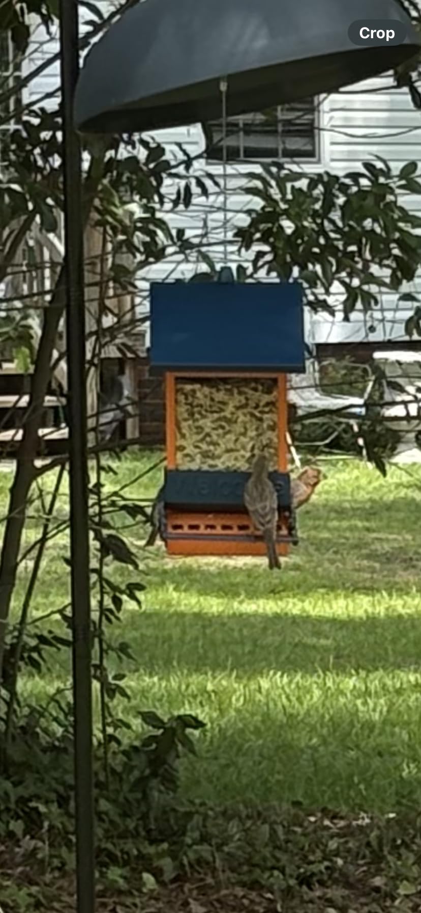 Wildpark Squirrel Proof Bird Feeders for Outdoors, 5LB Metal Hanging Feeders, Large Wild Feeders for Cardinals, Chickadees, Durable Backyard Feeders - One in Blue customer photo 2