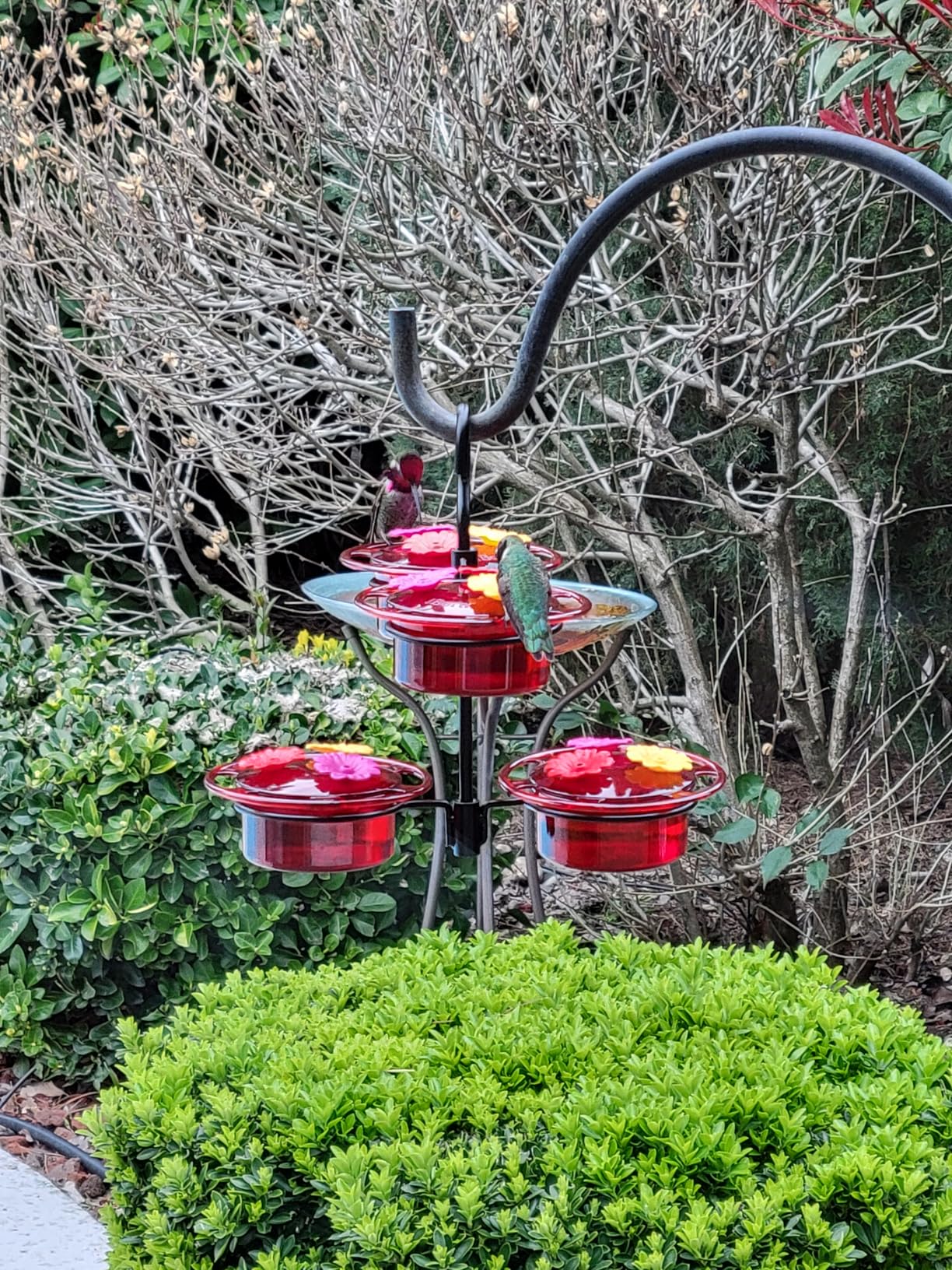 iBorn Window Hummingbird Feeder Mini Hummingbird Feeders for Outdoors, 3OZ Humming Bird Feeder with Strong Suction Cup, 3 Feeding Ports & Stainless Steel Base, 3 Set customer photo 1