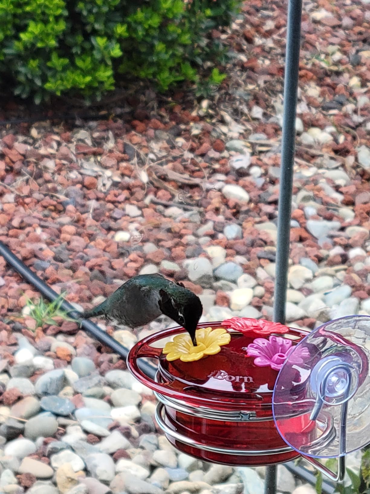 iBorn Window Hummingbird Feeder Mini Hummingbird Feeders for Outdoors, 3OZ Humming Bird Feeder with Strong Suction Cup, 3 Feeding Ports & Stainless Steel Base, 3 Set customer photo 2
