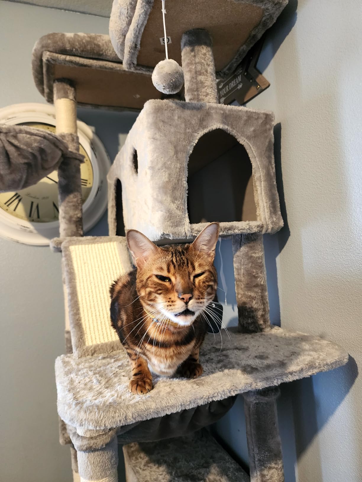 SHA CERLIN 81in Multi-Level Tall Cat Tree Tower for Indoor Kitties/Larger Cat Condo Furniture with Hammock/Cozy Pussycat Perches/Sisal Scratching Posts/Pet House/Wide Base/Grey customer photo 1