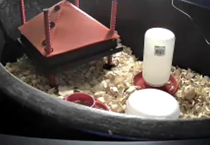 Brooder Plate for Chicks with Anti-Roost Cone, Chick Brooder Heater Red 10