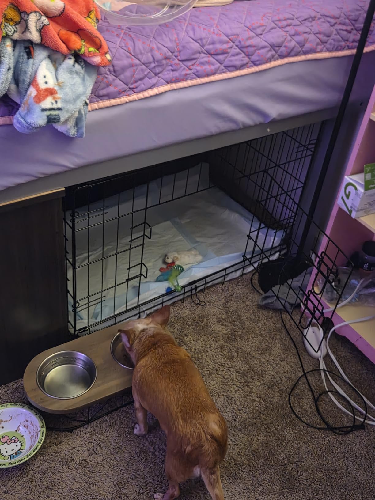 FDW Extra Large Dog Crate Dog Kennel Cage with Double Door, 48 inch Folding Metal Wire Dog Cage with Removable Tray & Divider Panel, Pet Crate for Large Dogs, Black customer photo 1