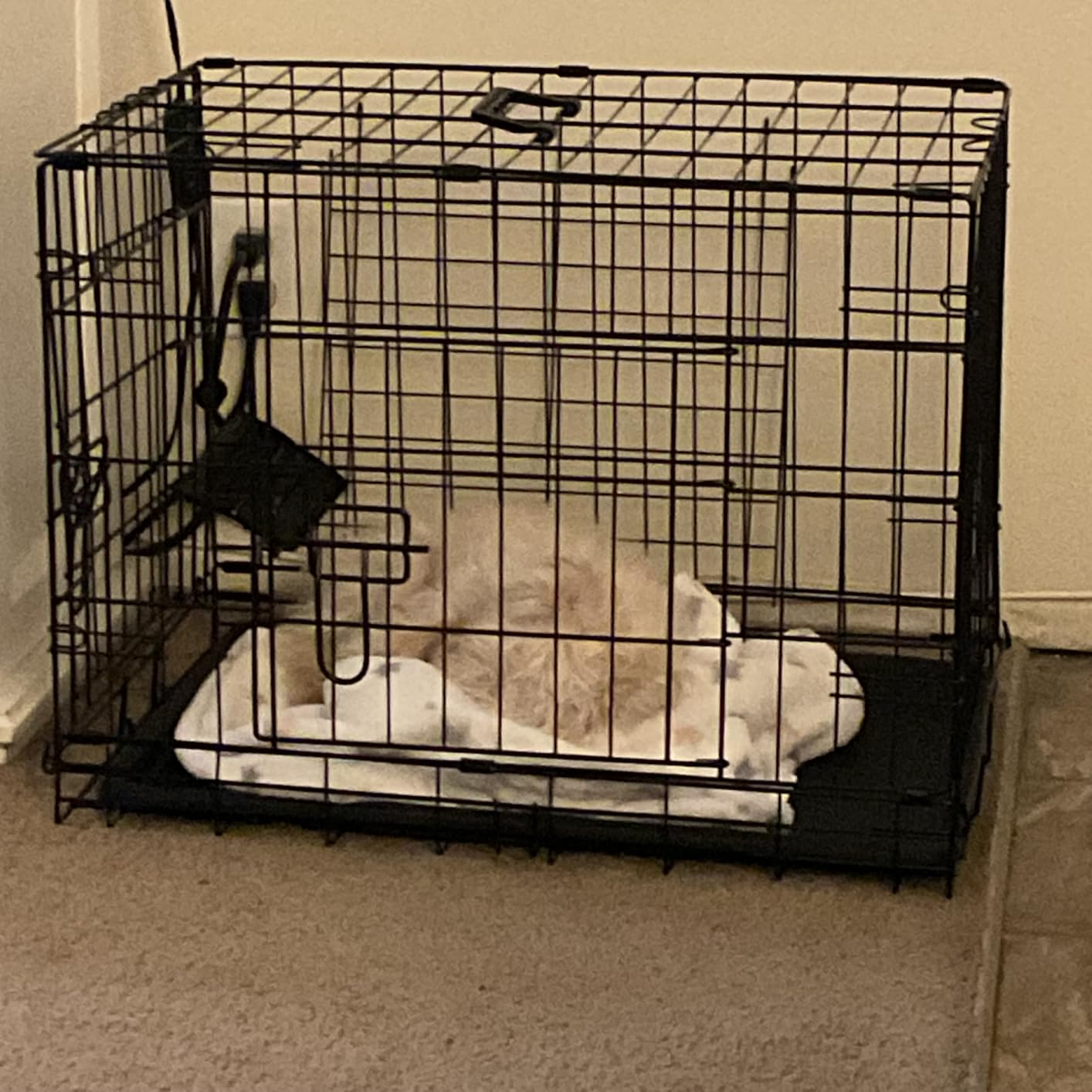 FDW Extra Large Dog Crate Dog Kennel Cage with Double Door, 48 inch Folding Metal Wire Dog Cage with Removable Tray & Divider Panel, Pet Crate for Large Dogs, Black customer photo 2