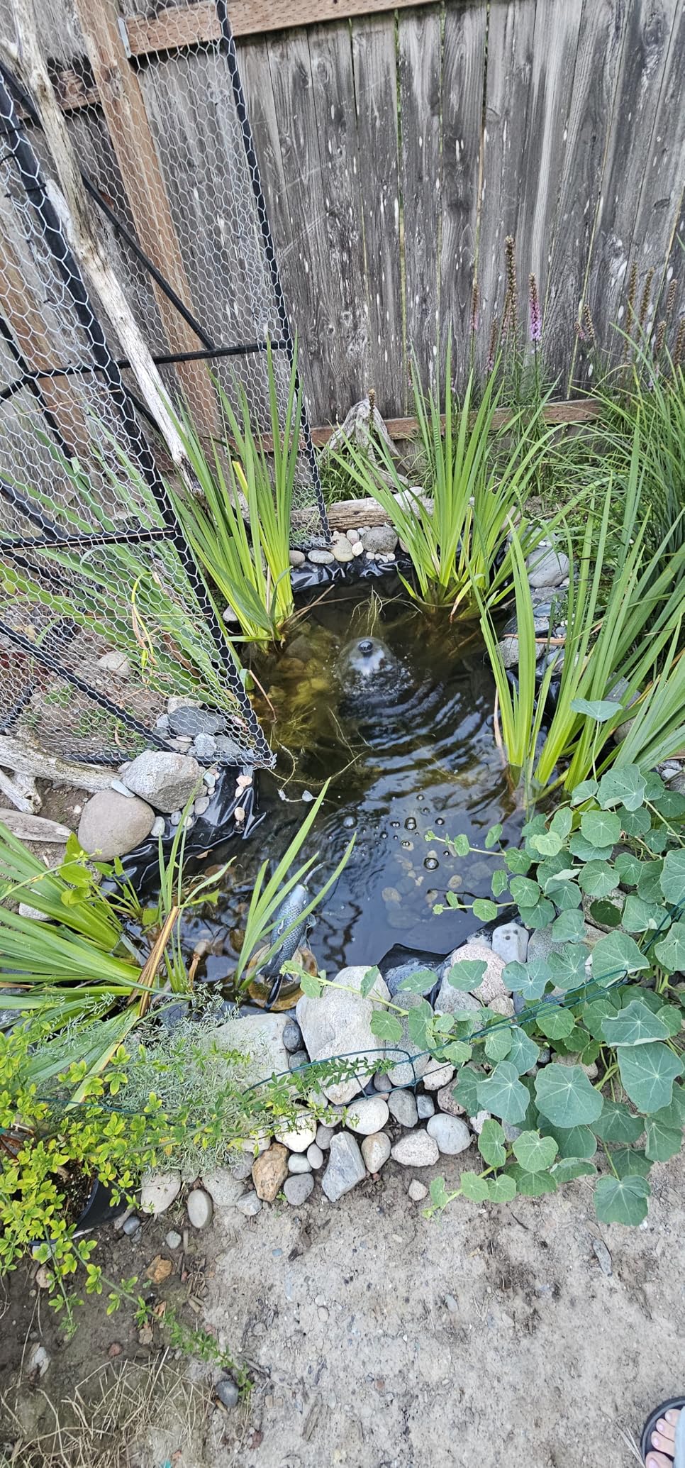 AquaMiracle All-in-One Koi Pond Filters for Outdoor Ponds 200-350 Gal with 400GPH Water Pump customer photo 2