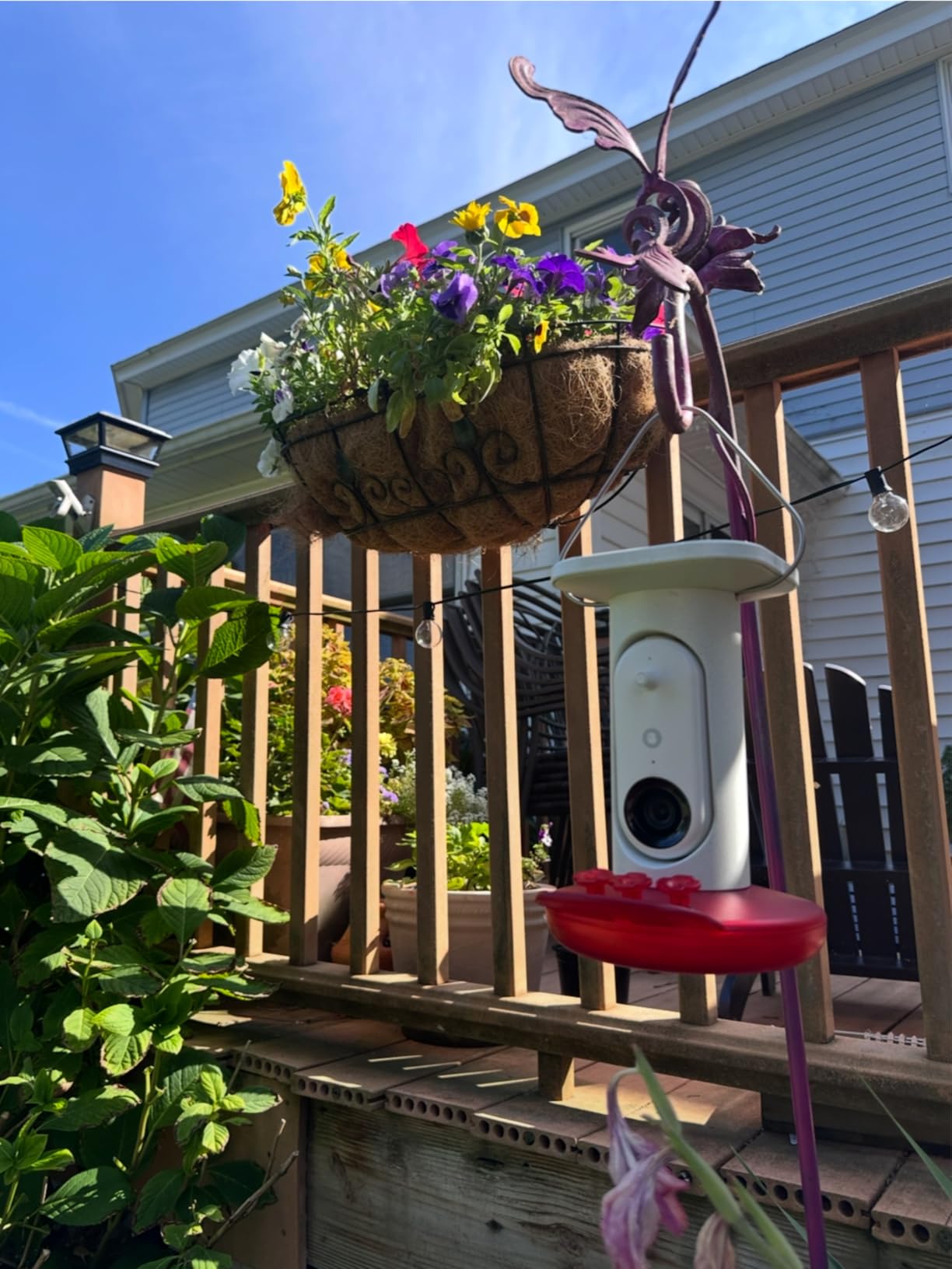 Birdbuddy Smart Solar Pro Hummingbird Feeder with Camera - AI Bird Identification, 2K Video, 5MP Photos, Outdoor Hanging, Gift for Bird Watching customer photo 1