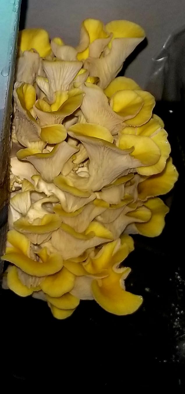 Organic Edible 4lbs Golden Oyster Mushroom Growing Kit, Made in USA, Double-Side Mushroom Grow Kit Indoor, Harvest Gourmet Mushrooms in 10 Days, Top Gardening Gift, Holiday Gift customer photo 2