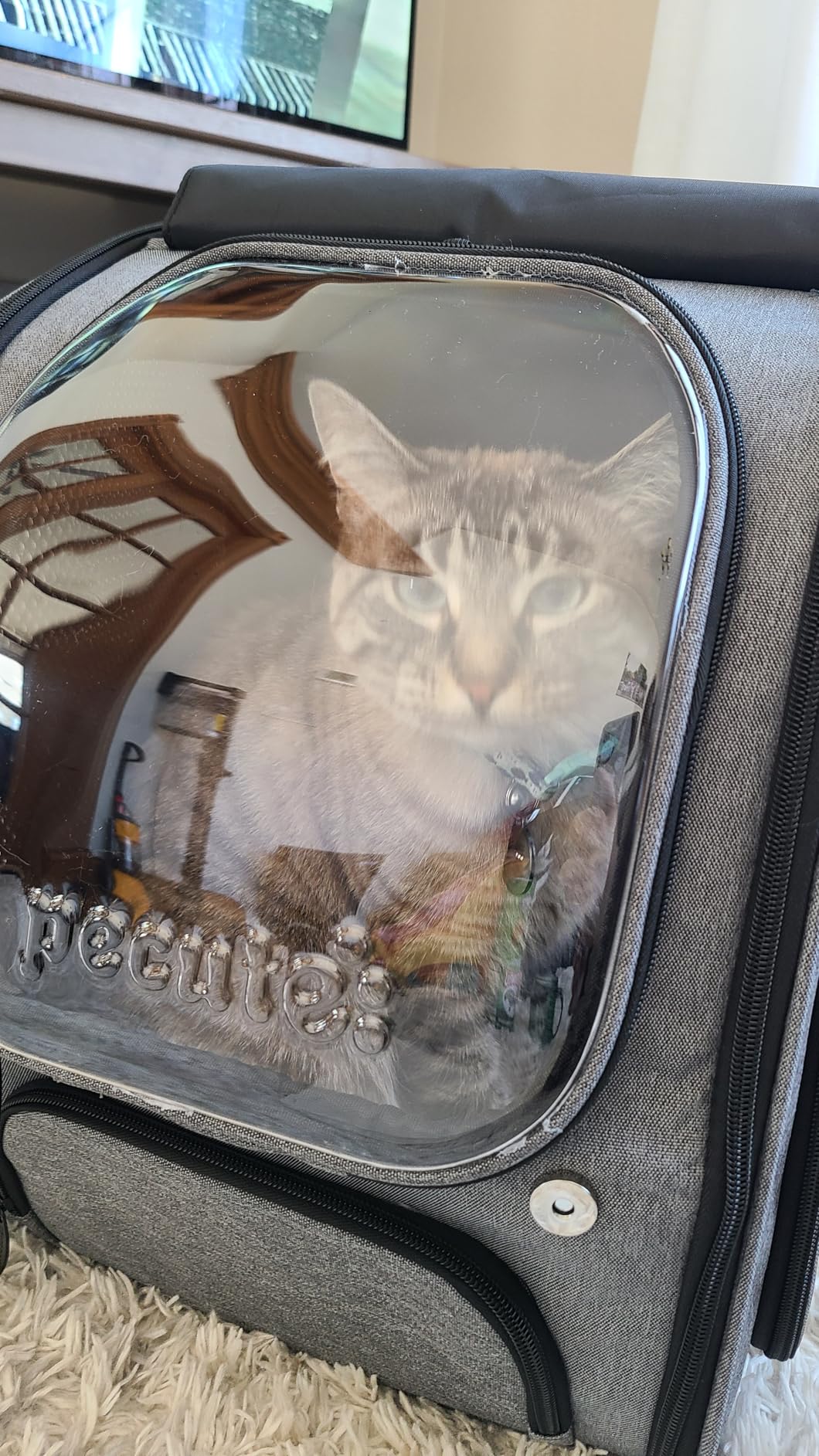 Pecute Cat Backpack Carrier, Large Space Cat Bubble Backpack, Breathable Cat Carrier, Shaded Dog Backpack Carrier, Ergonomic 3D Design for Travel, Hiking, Walk, Suitable for Shopping, Car, Vet, Gray customer photo 1