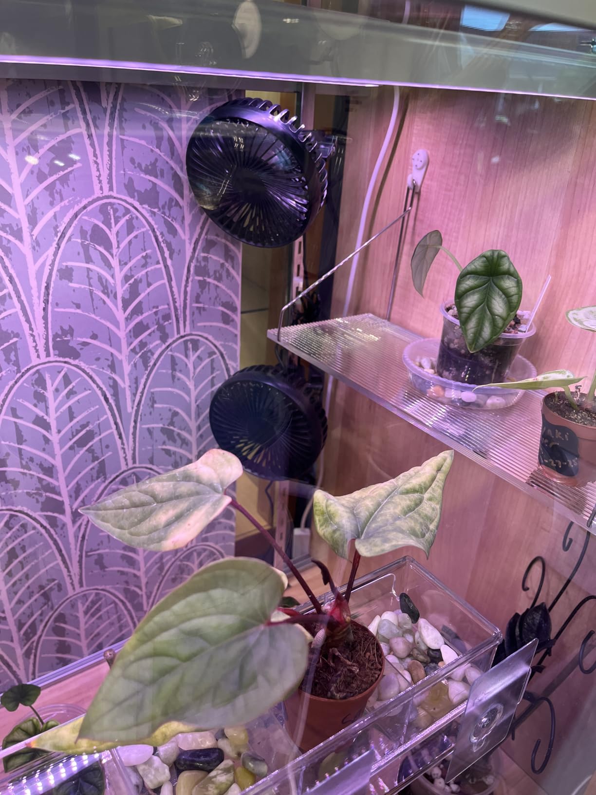 Grow Tent Fan, 5in Two Fans for Greenhouse Plant All Direction Ventilation Circulation Instead of Oscillating, Can Work with Timer and Thermostat, 3 Speeds IP54 Waterproof 8ft Cord Power Adapter customer photo 1