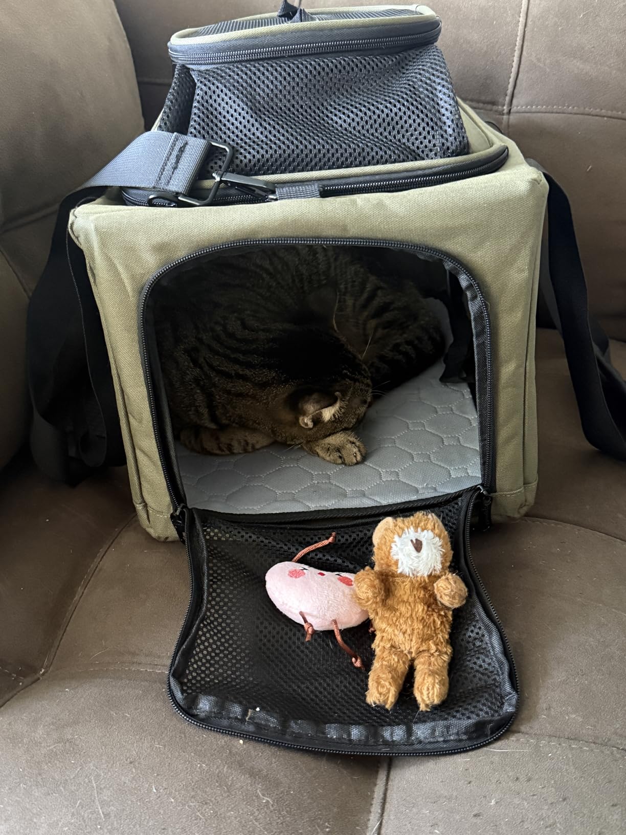 Pecute Expandable Pet Carrier Airline Approved Dog Cat Carrier, Breathable Soft-Sided with Locking Zippers, Pet Travel Bag for Small Dog Cat Anti-Scratch Mesh Leakproof Pee Pad (Dark Green) customer photo 2