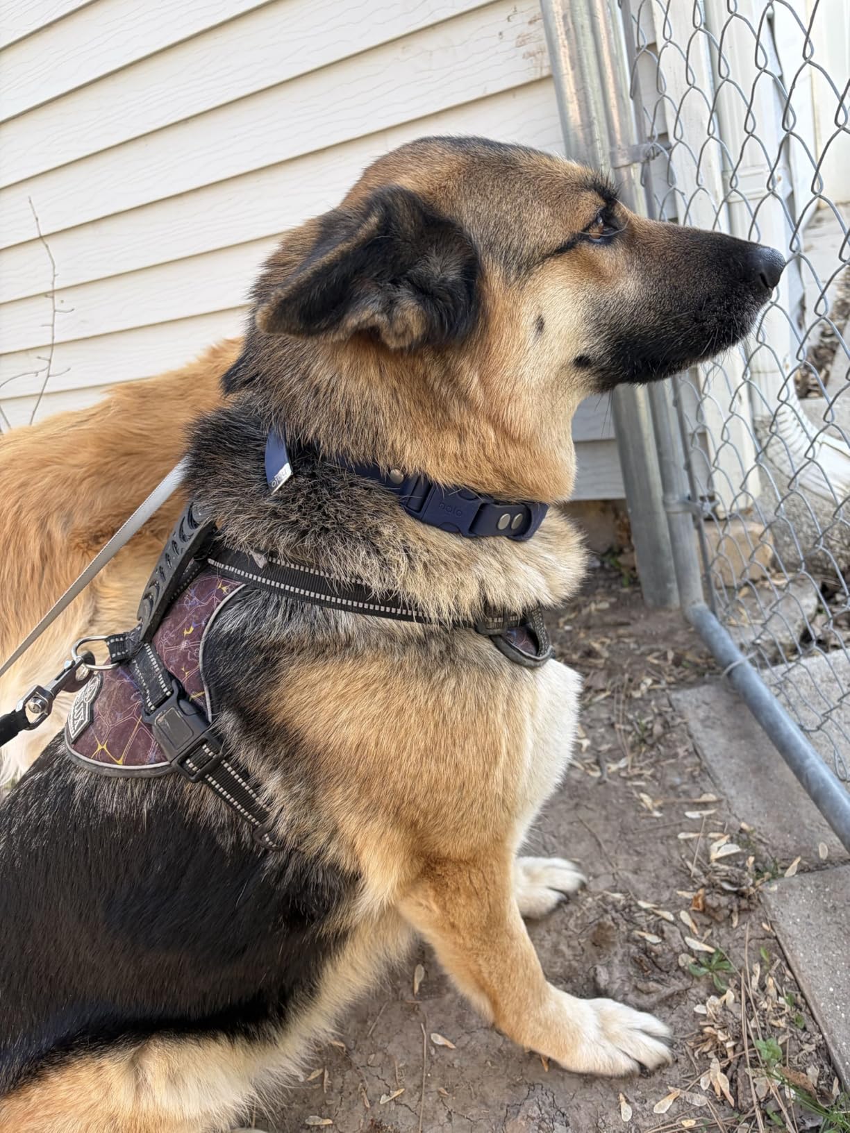 Halo Collar 5 Wireless Dog Fence & GPS Dog Collar, Keep Your Dog Safely Contained Outdoors with App-Controlled Boundaries and Real-Time Tracking, One Size, Orchid customer photo 1