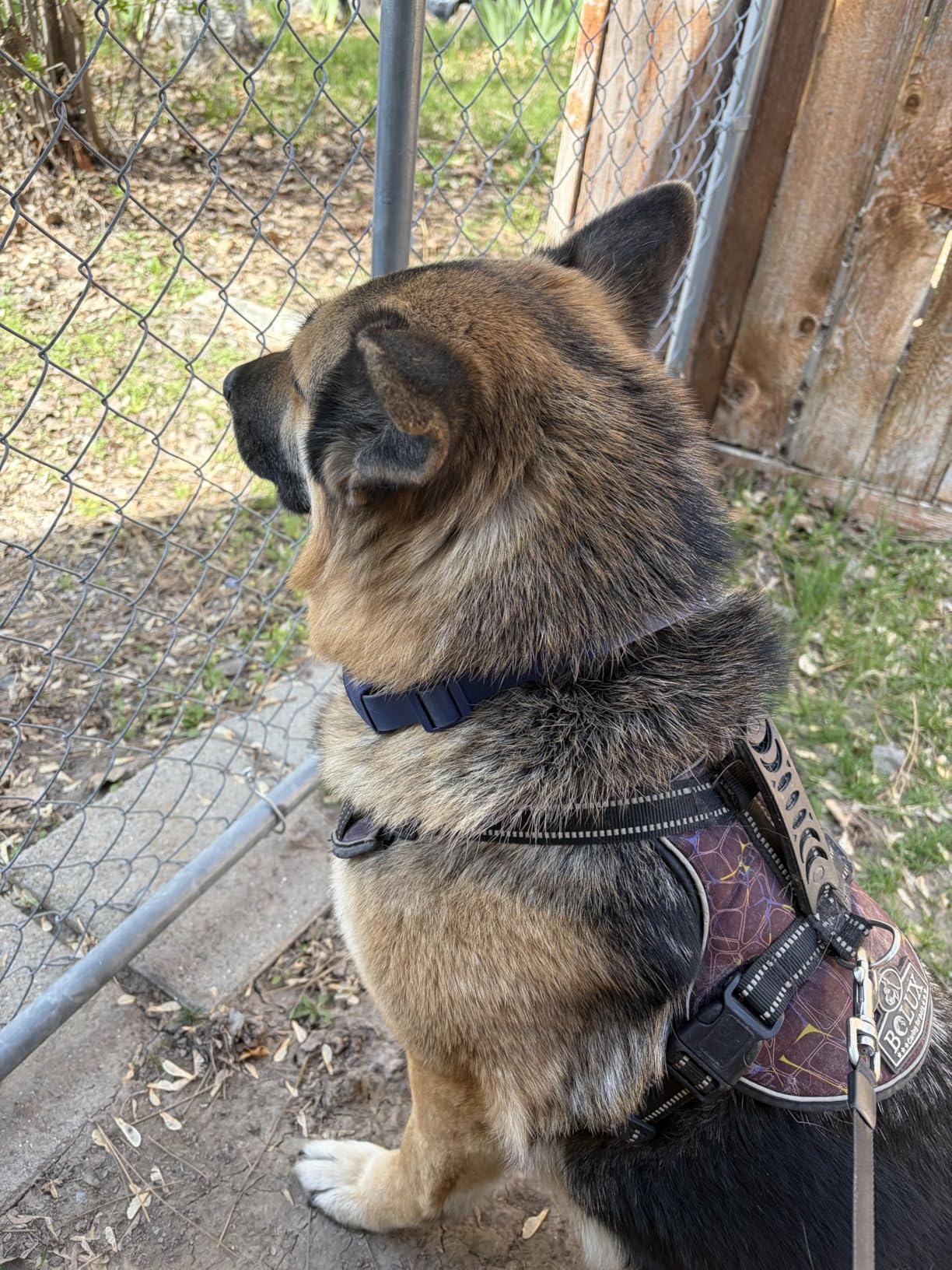 Halo Collar 5 Wireless Dog Fence & GPS Dog Collar, Keep Your Dog Safely Contained Outdoors with App-Controlled Boundaries and Real-Time Tracking, One Size, Orchid customer photo 2