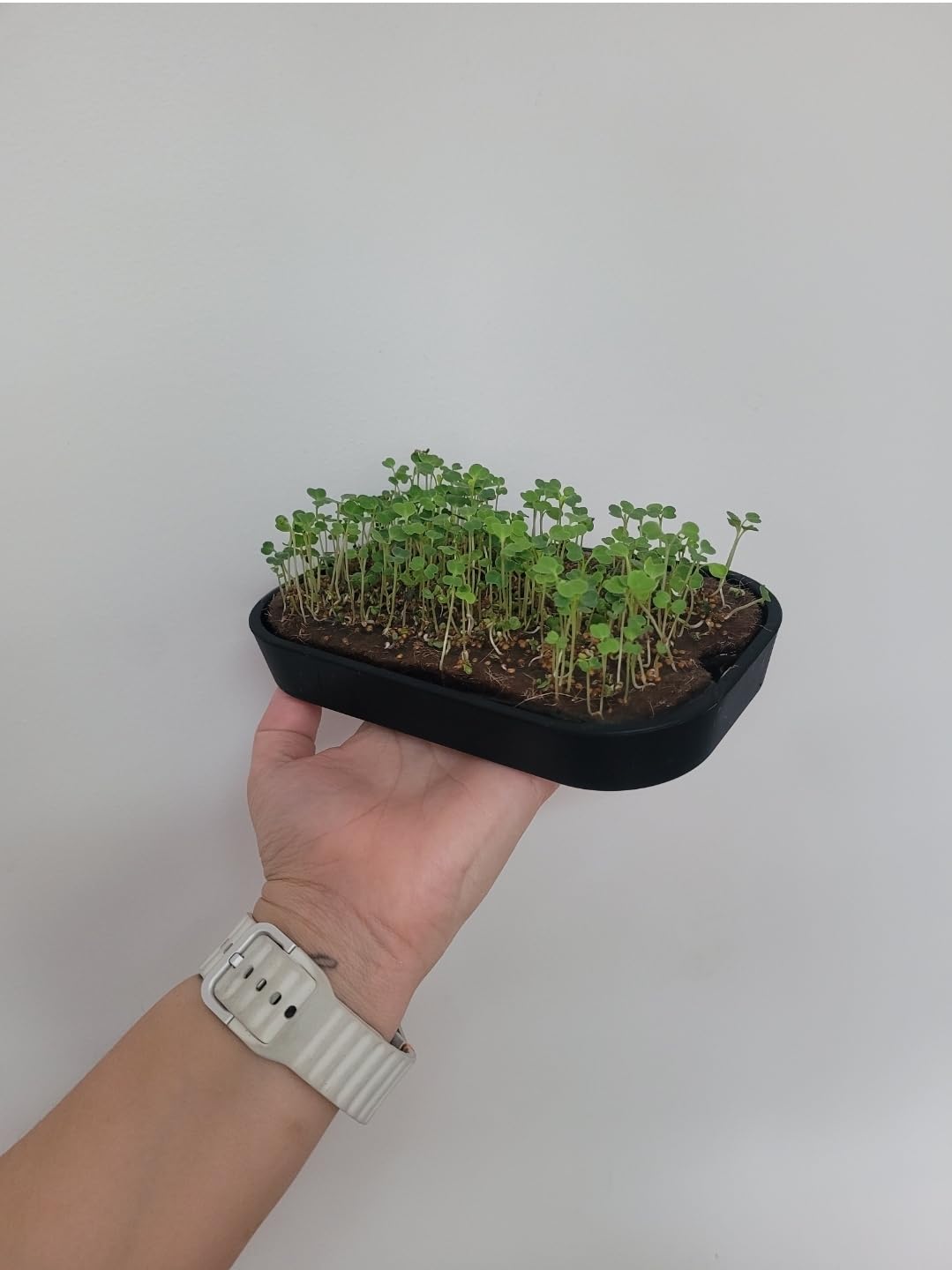 Microgreens Growing Kit Indoor, Micro Greens Indoor Herb Garden Kit with LED Light, 3 Microgreens Growing Trays, 6 Jute Mats customer photo 1