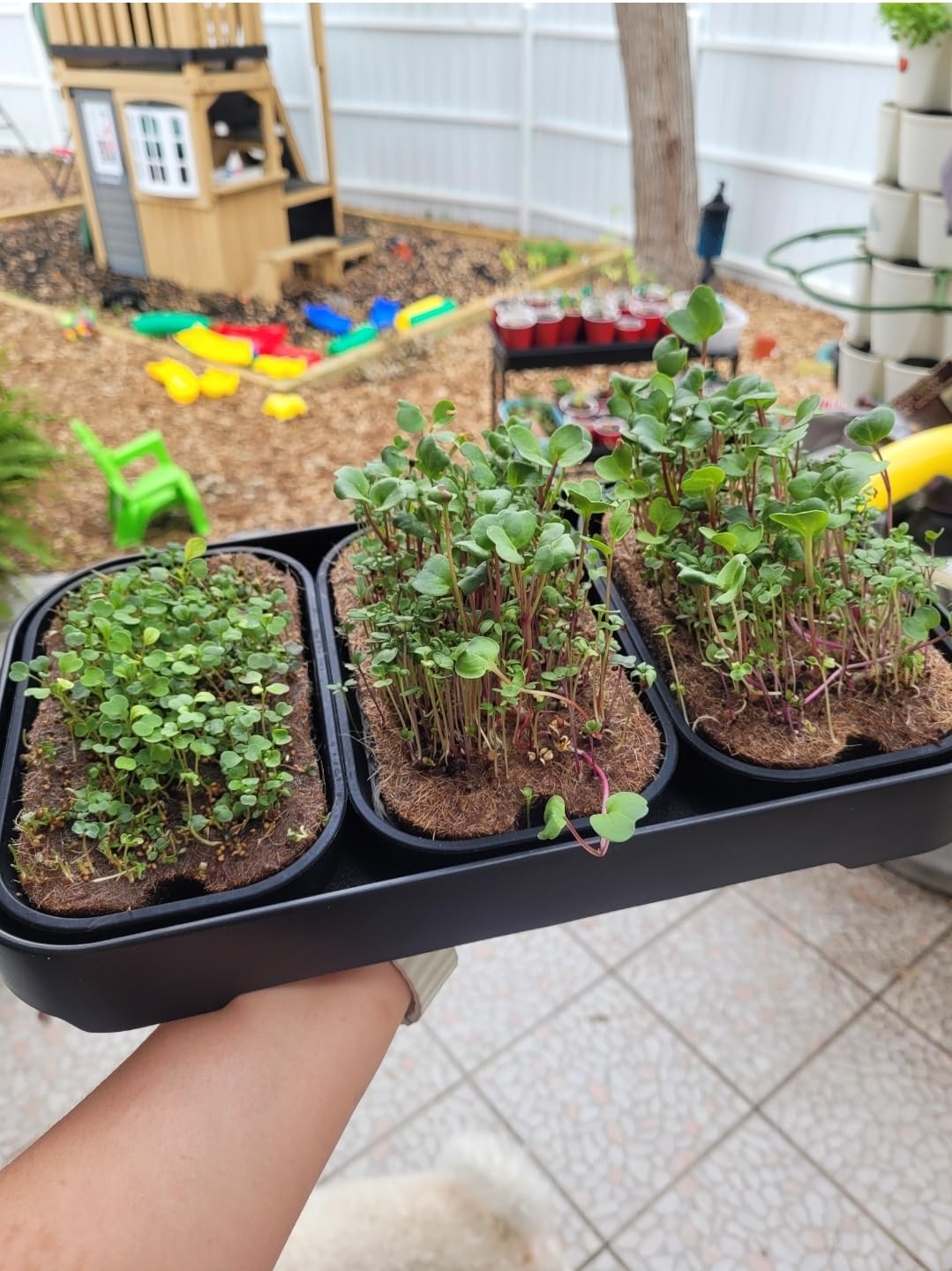 Microgreens Growing Kit Indoor, Micro Greens Indoor Herb Garden Kit with LED Light, 3 Microgreens Growing Trays, 6 Jute Mats customer photo 2