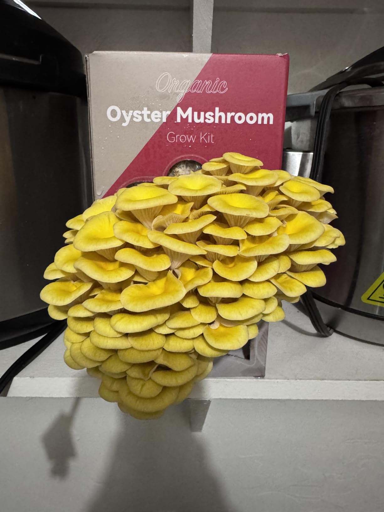 inbloom Organic Lion's Mane Mushroom Growing Kit with Spray, Harvest Fresh Mushrooms at Home, Beginner Friendly, Handmade in New Jersey, USA customer photo 1