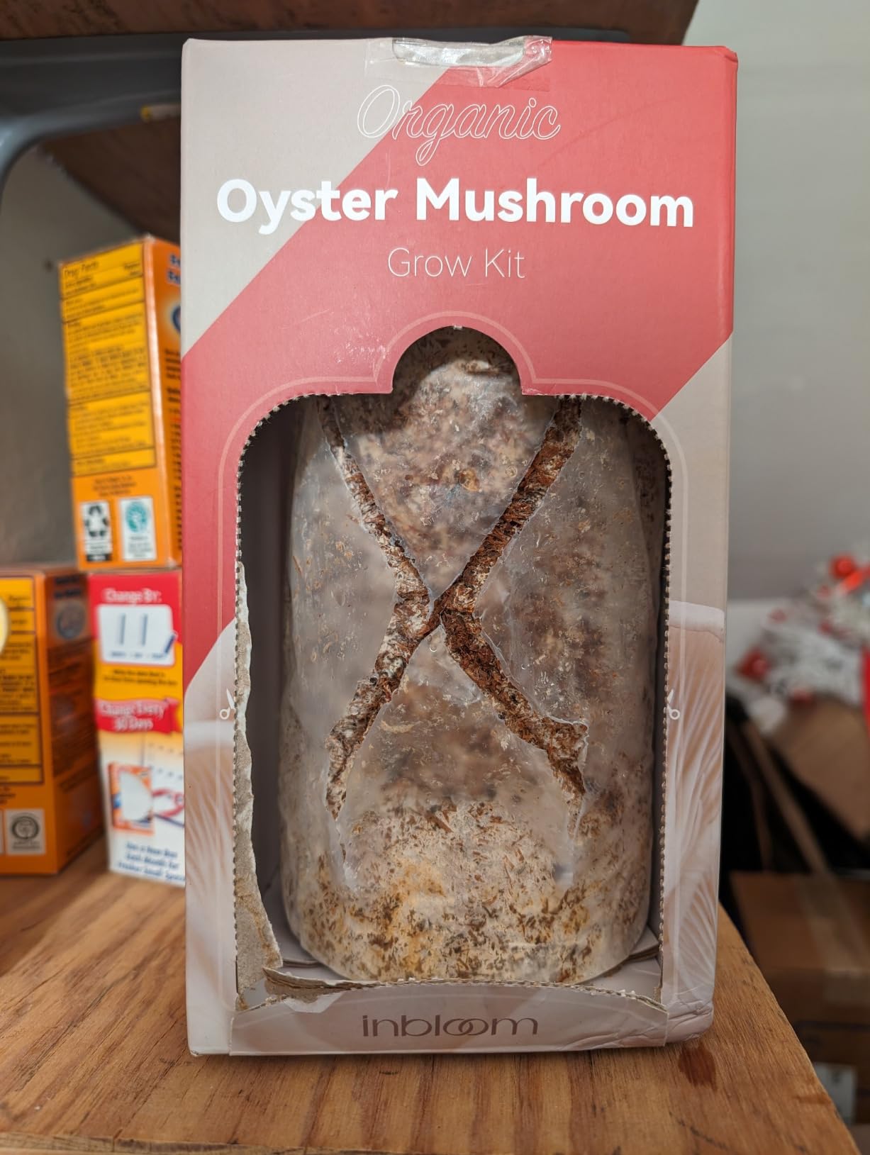 inbloom Organic Lion's Mane Mushroom Growing Kit with Spray, Harvest Fresh Mushrooms at Home, Beginner Friendly, Handmade in New Jersey, USA customer photo 2