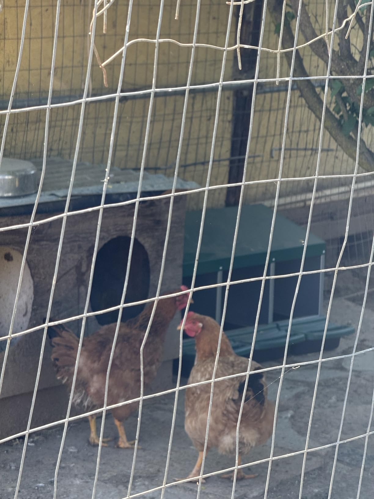 Chicken Nesting Boxes, 3 Compartments Roll Away Egg Laying Nest Box for Hens, Galvanized Steel Nesting Boxes for Chickens with Rollout Egg Drawer customer photo 1