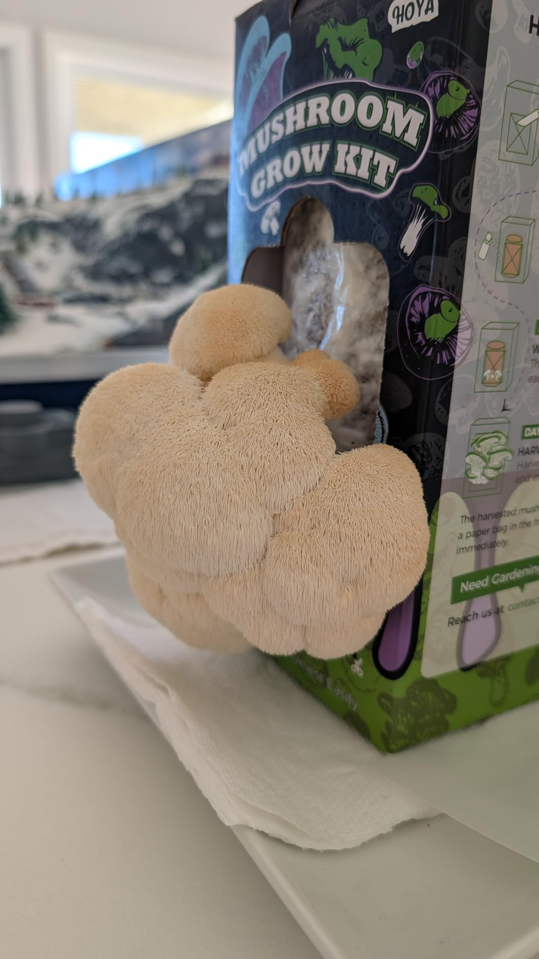 Organic Mushroom Growing Kit, Lion's Mane Mushroom Grow Kit with All Accessories, USDA Certified Organic, Non-GMO, Easy to Grow at Home customer photo 2