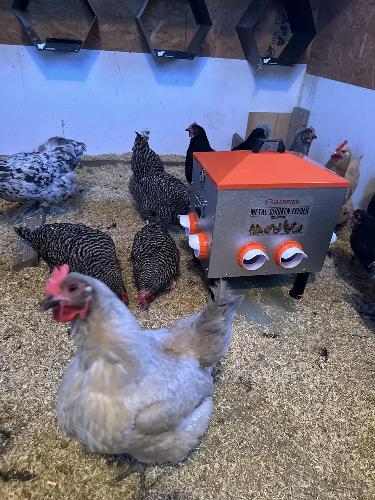 GADFISH 55LBS Large Capacity Automatic Chicken Feeder - Upgraded Window Design Allows Viewing of Feed Conditions, 8 Feeding Ports, Anti-Waste Design, Height-Adjustable Legs & Secure customer photo 1