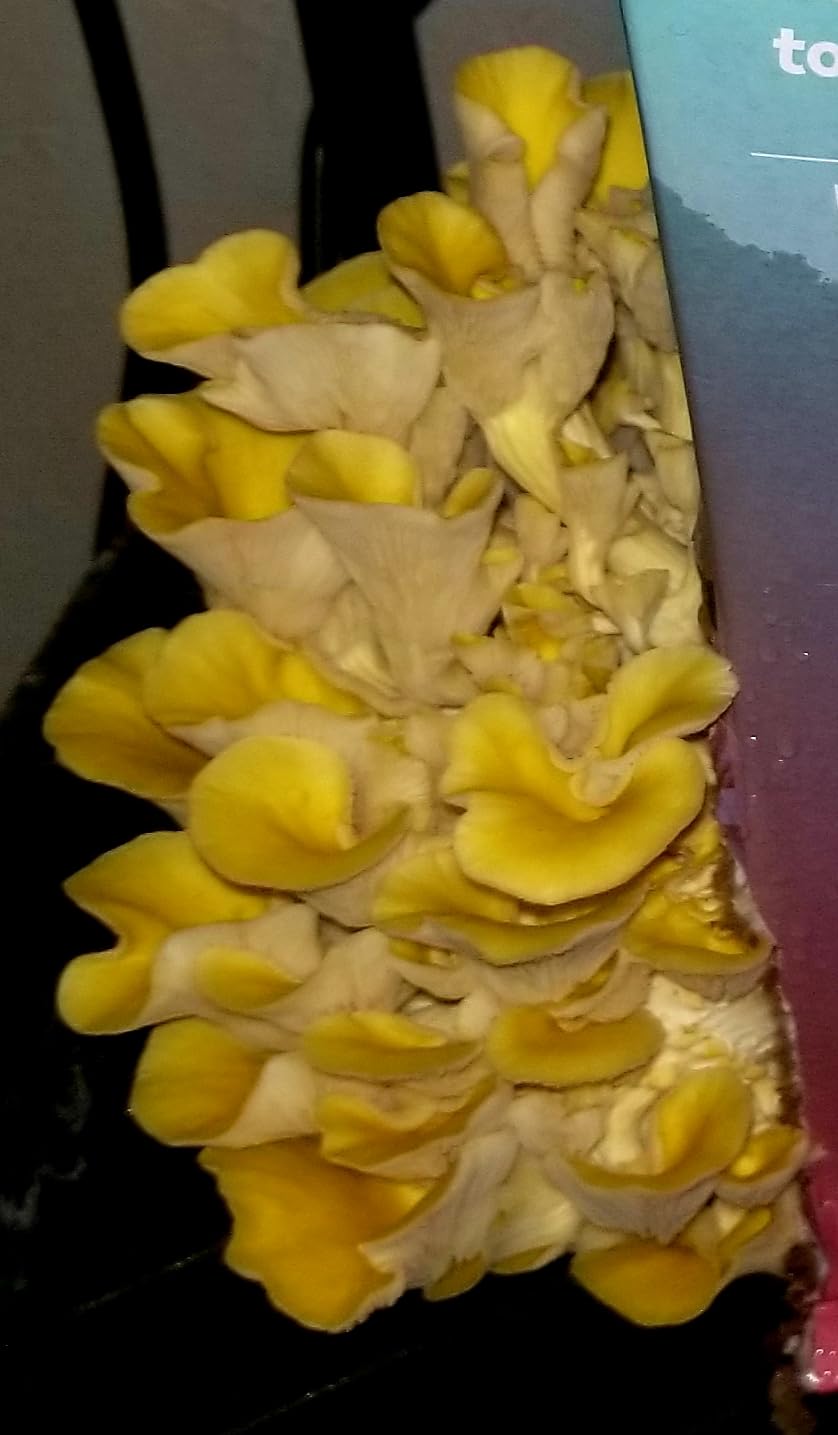 USA Organic 4lbs Lions Mane Mushroom Growing Kit, Double-Side Mushroom Grow Kit Indoor, Harvest Gourmet Mushrooms in 10 Days customer photo 1