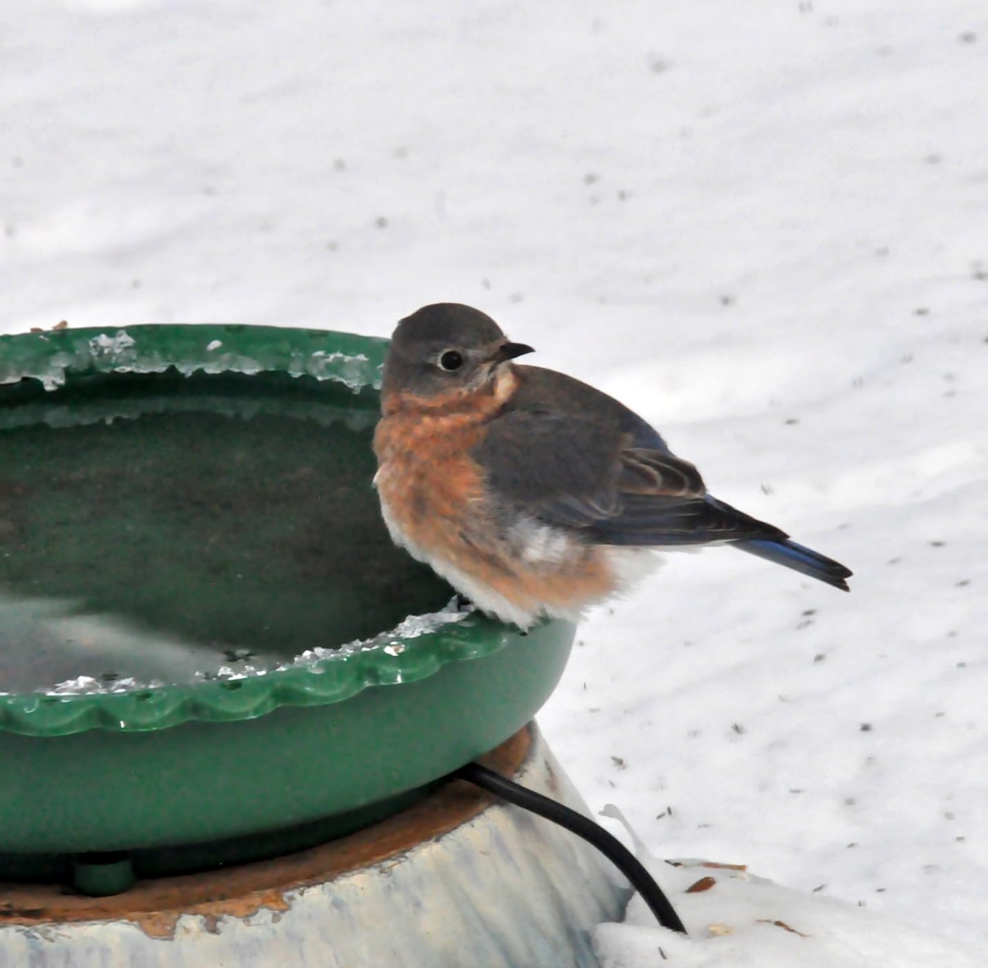 Heated Bird Bath for Outdoors Winter, 100W Thermostat Control Heated Bird Bath for Outside with 3 Metal Extension Screws Large Capacity Heated Birdbath for Outside Garden Yard Lawn (Blue) customer photo 1