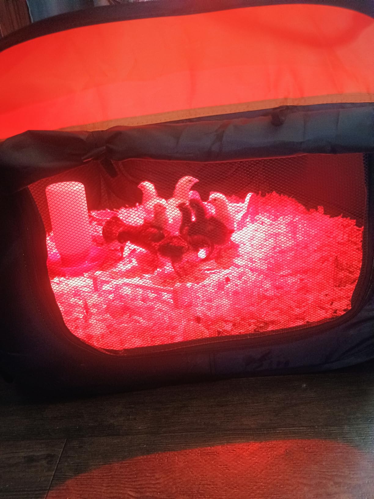 Brooder Box for Chicks, Pop-Up Chicken Brooder Playpen with Dual Doors, Mesh Top Cover & Waterproof Mat, Portable Chick Enclosure for Baby Chicks, Ducks & Quail, Holds Up to 15 Chicks customer photo 1