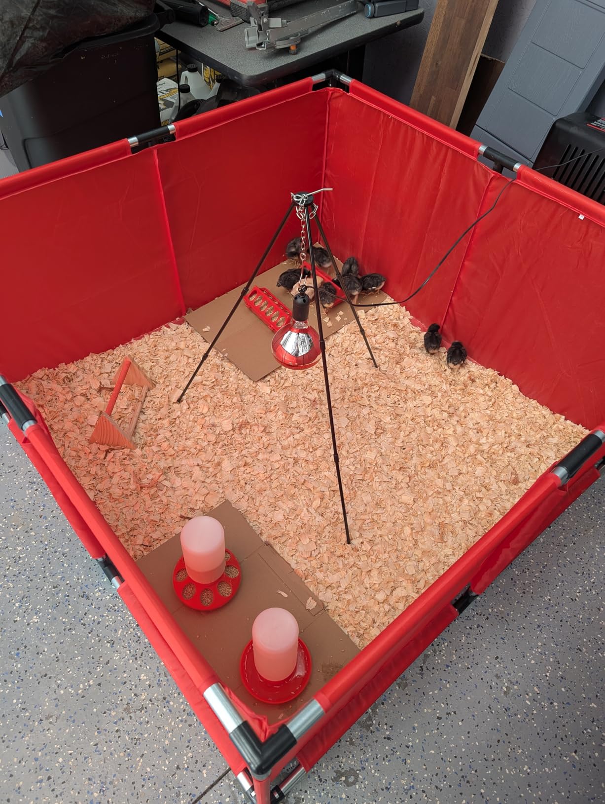 All-in-One Chicken Brooder Box for Chicks Starter Kit with Timer Heat Lamp & Stand, Perch, Sawdust, Feeder & Waterer, Large Sturdy Poultry Brooder for Up to 30 Baby Chicks, Ducks & Quail customer photo 1
