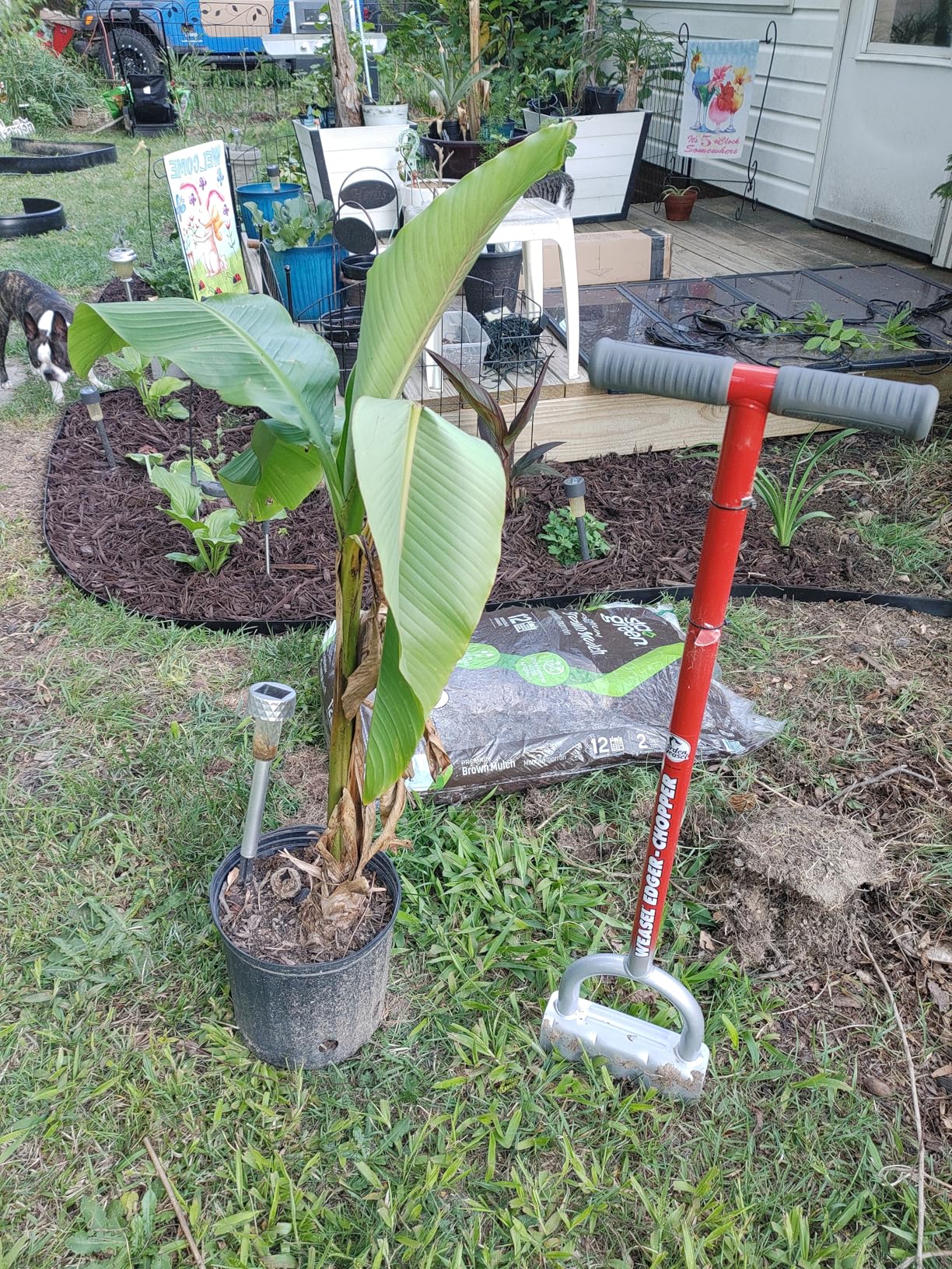 Garden Weasel Edger-Chopper Manual Lawn Edger Tool - Sod Cutter and Trenching Shovel for Clean Garden Borders - Ergonomic Handle and Carbon Steel Blade Latest Model 91714-3 customer photo 2