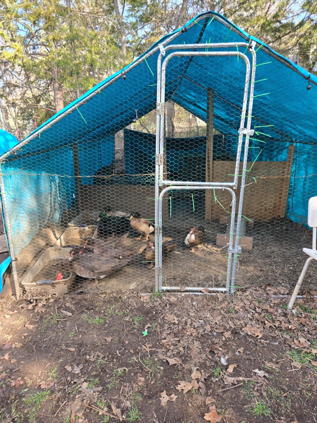 UDPATIO Large Metal Chicken Coop Walk in- Heavy Duty Outdoor Poultry Run with Protective Cover for 10-15 Chickens, Ducks, or Rabbits | Predator-Proof & Weather-Resistant customer photo 2