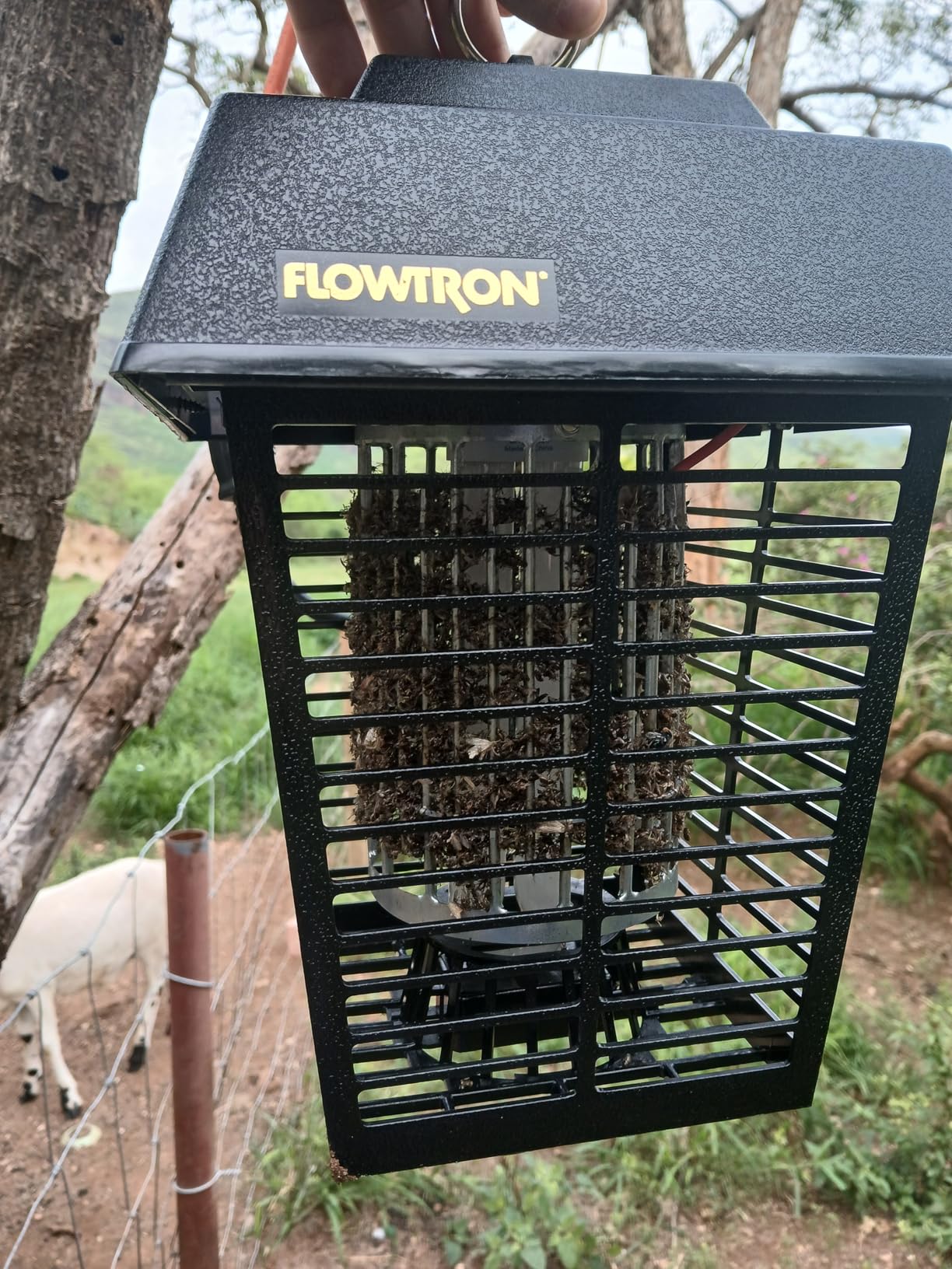 Flowtron Electric Bug Zapper 1/2 Acre Outdoor Insect Control with Dual Lure Method, 15W UV Light & Octenol Attractant for Fly & Mosquito, 5600V Kill Grid, Made in USA, UL Certified customer photo 1