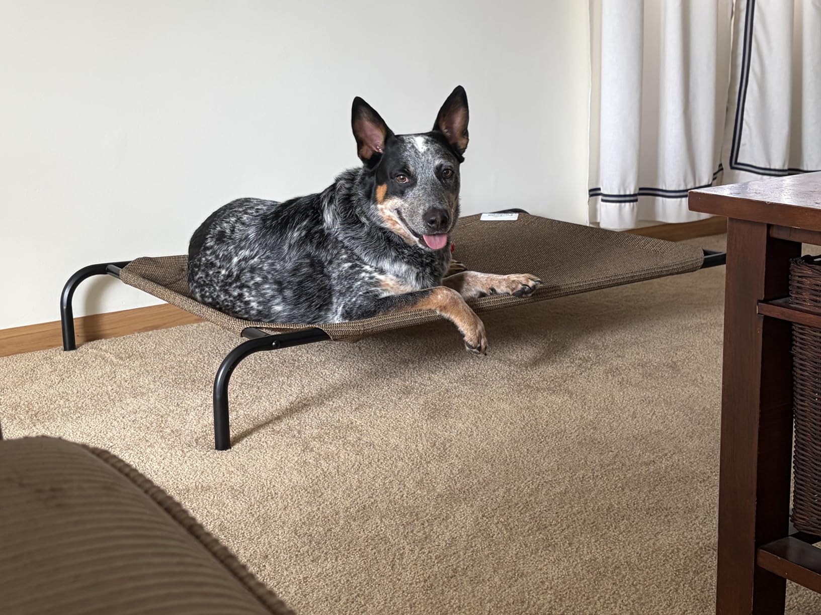 Coolaroo Original Elevated Dog Bed - Breathable Off-The-Ground Pet Bed with Cooling Fabric, Joint Relief & Moisture-Resistant Fabric, 100% Recyclable, Easy Clean, Grey, Large customer photo 2
