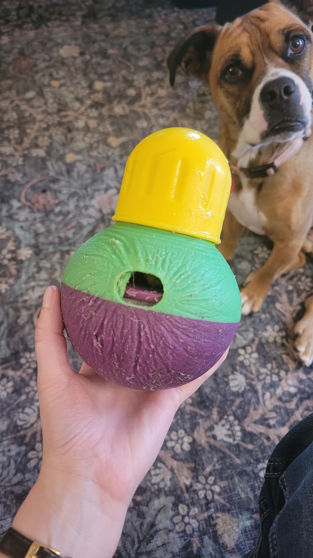 Starmark Bob-A-Lot Interactive Dog Pet Toy, Large, Yellow/Green/Purple customer photo 2