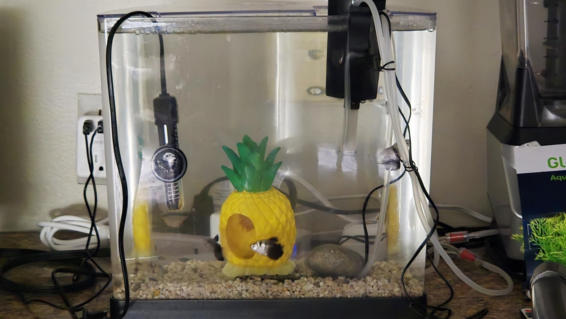Tetra 3 Gallon Small Fish Tank, Aquarium Starter Kit, with Filter, Air pump, & Color Changing Light, Half Moon shape customer photo 1