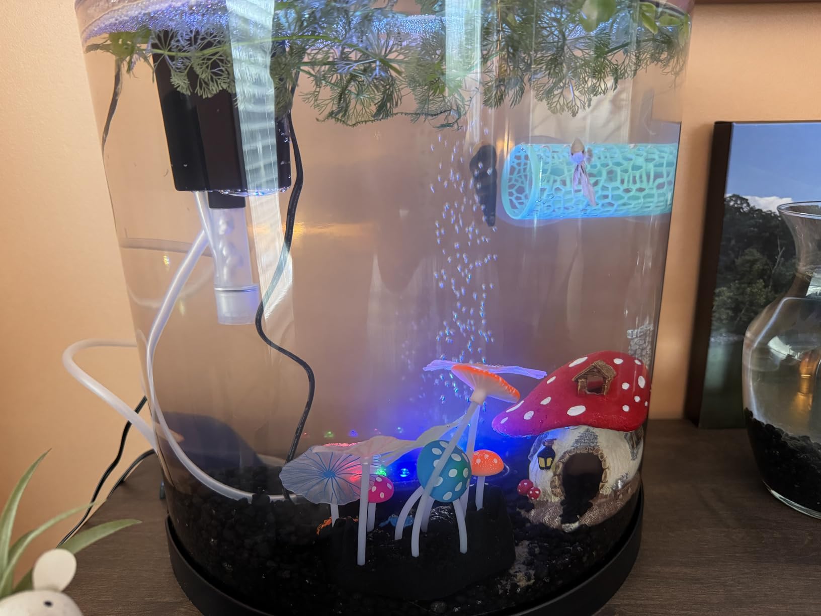 Tetra 3 Gallon Small Fish Tank, Aquarium Starter Kit, with Filter, Air pump, & Color Changing Light, Half Moon shape customer photo 2