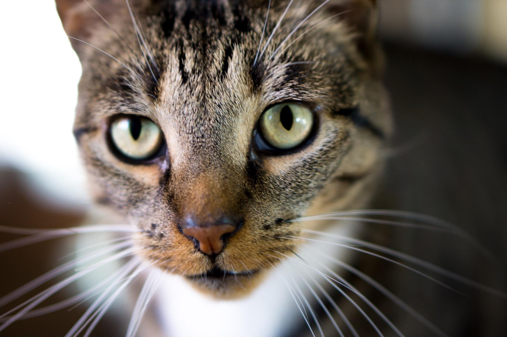 Sony E 50mm F1.8 OSS Portrait Lens (SEL50F18) - APS-C customer photo 2