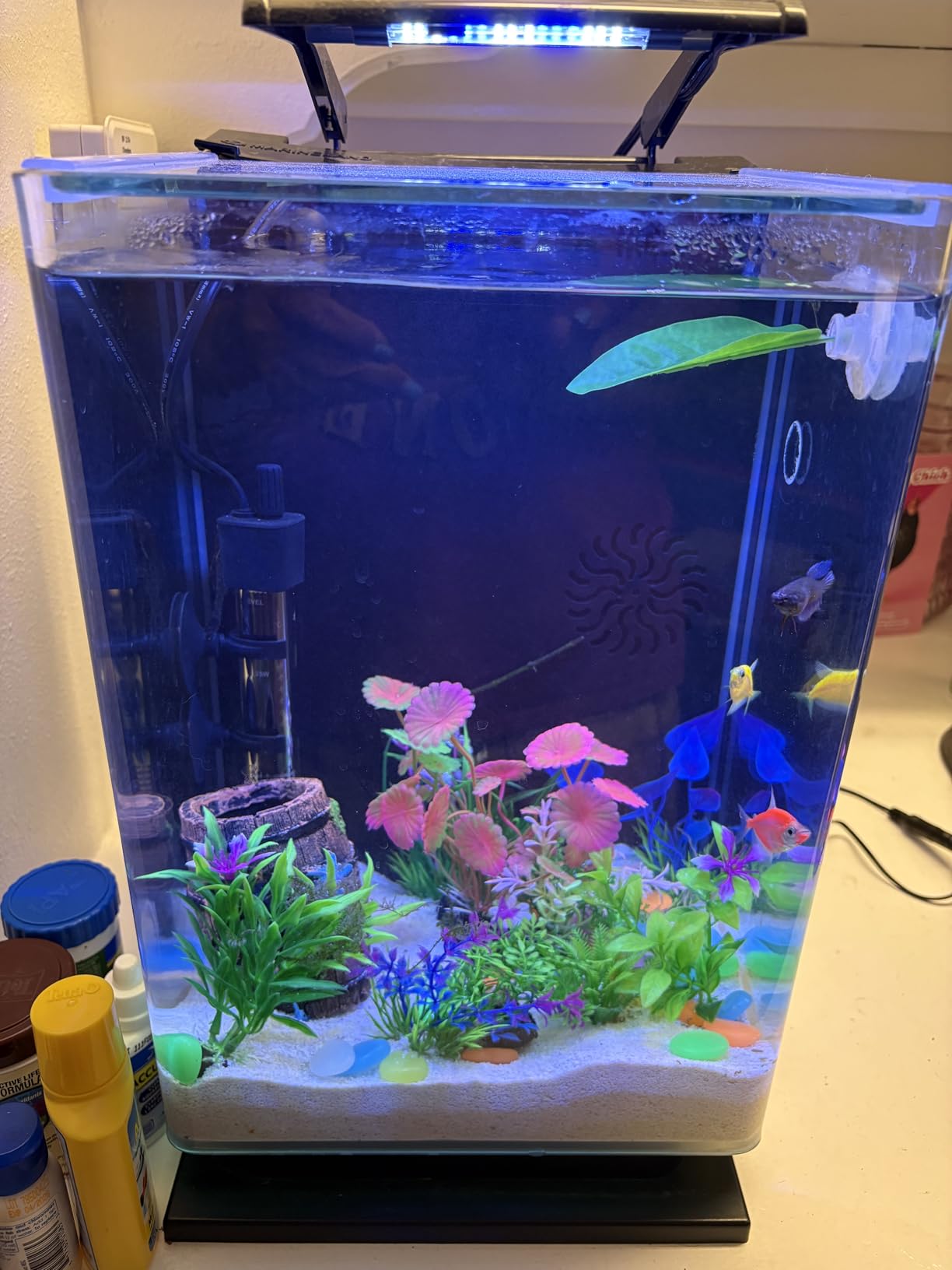 Marineland Portrait Glass LED Aquarium Kit, 5 Gallons, Hidden Filtration,Black customer photo 2