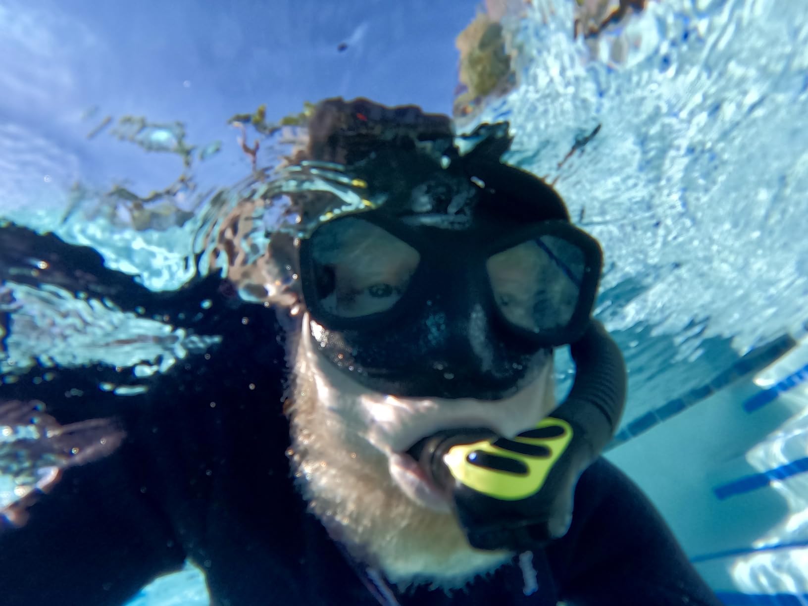 Mares Viper Mask for Freediving and Spearfishing - Low Volume Wide-Field Diving Mask customer photo 2