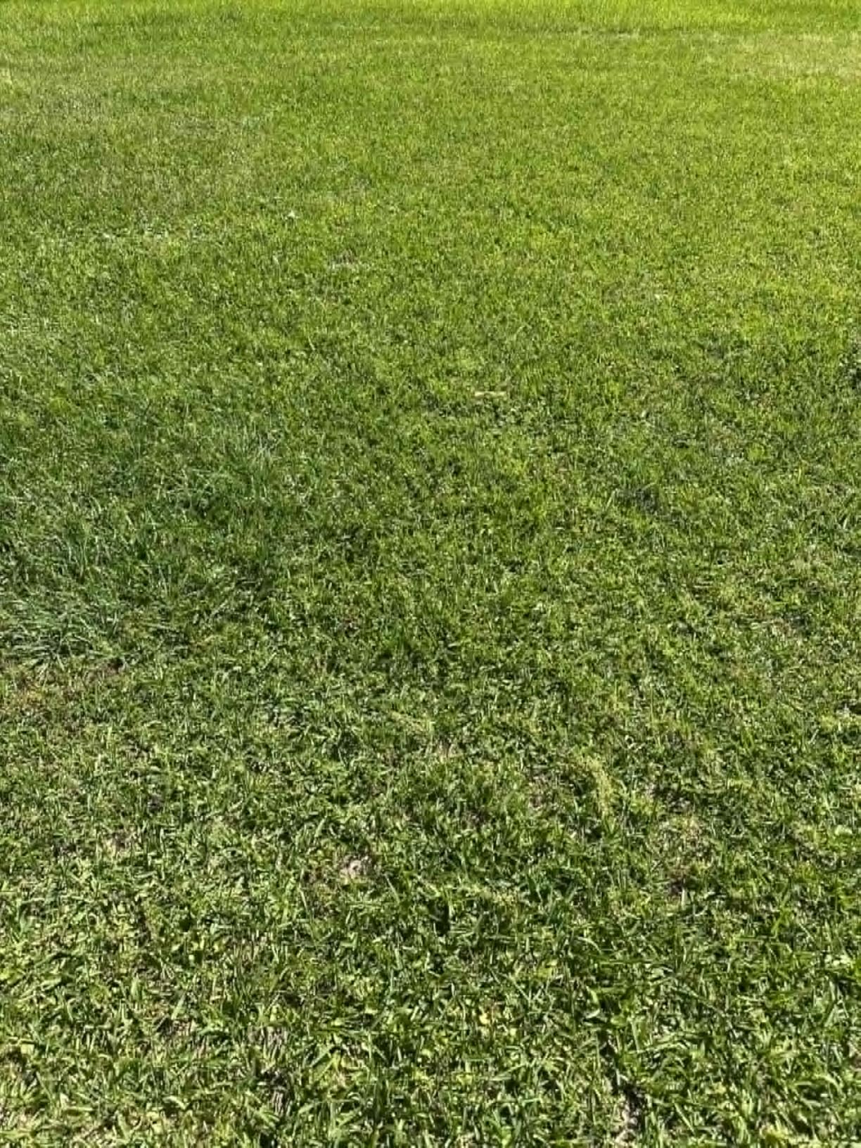 Sun Joe Corded Electric Garden Tiller & Cultivator with Steel Tines, 16 in, 12-Amp Motor - Heavy-Duty Tilling Machine and Power Tools for Lawn, Yard, and Gardening Care, TJ603E customer photo 2