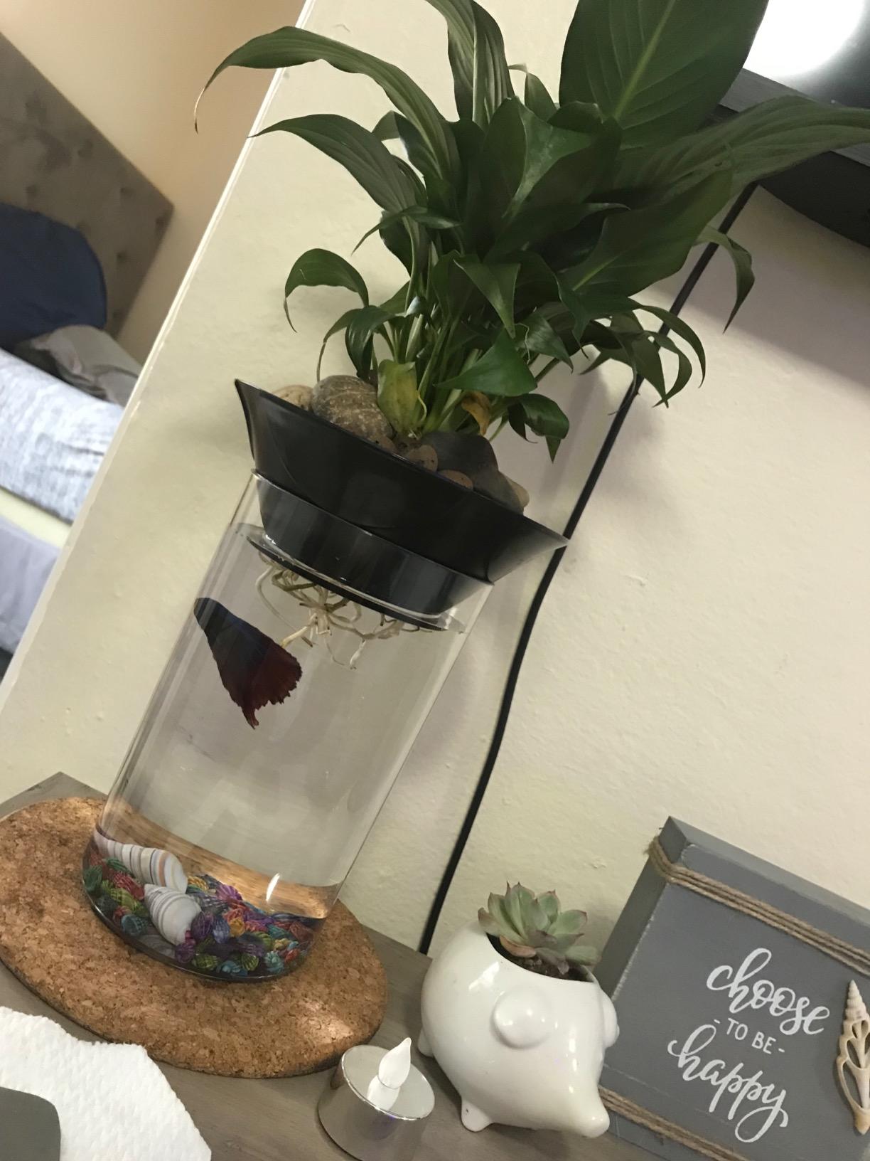 Penn-Plax Aquaponic Planter and Aquarium for Betta Fish Tank Promotes Healthy Hydroponic Environment for Plants and Fish customer photo 1