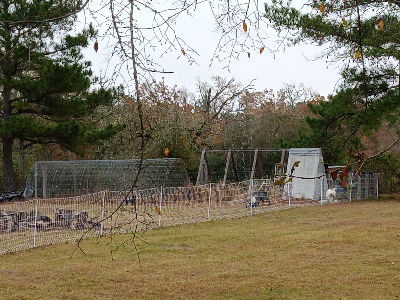 Premier 1 PoultryNet | Electric Fence for Backyard Chickens, Ducks, Turkeys with Step-in Posts - 48