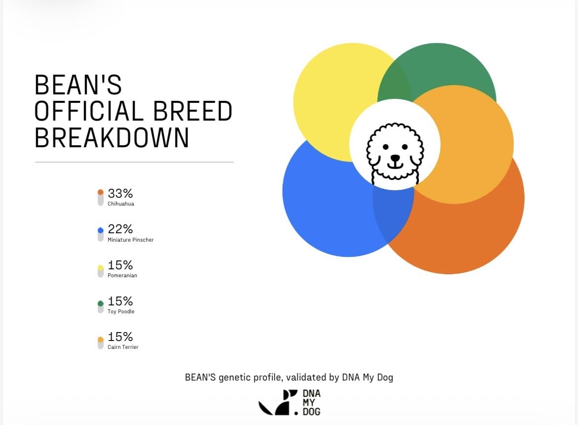 DNA My Dog Breed Identification Test | 350+ Breeds Identified w/ 99%+ Accuracy | Complete Breed Analysis, Personality and Behavior Insights | Easy Cheek Swab, Results in 2-3 Weeks customer photo 1